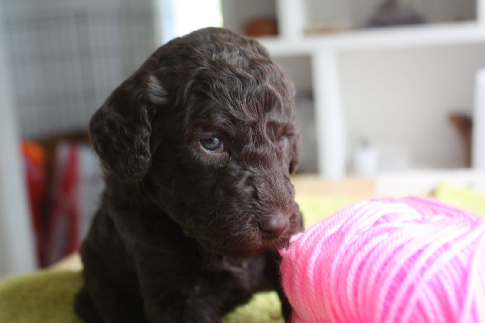 Goldendoodles, Groodles & Retrodoodles puppies from Bellawai Dogs, breeders based in the Bay of Islands, Northland, New Zealand.