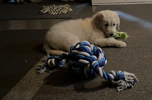 Northland store miniature goldendoodles