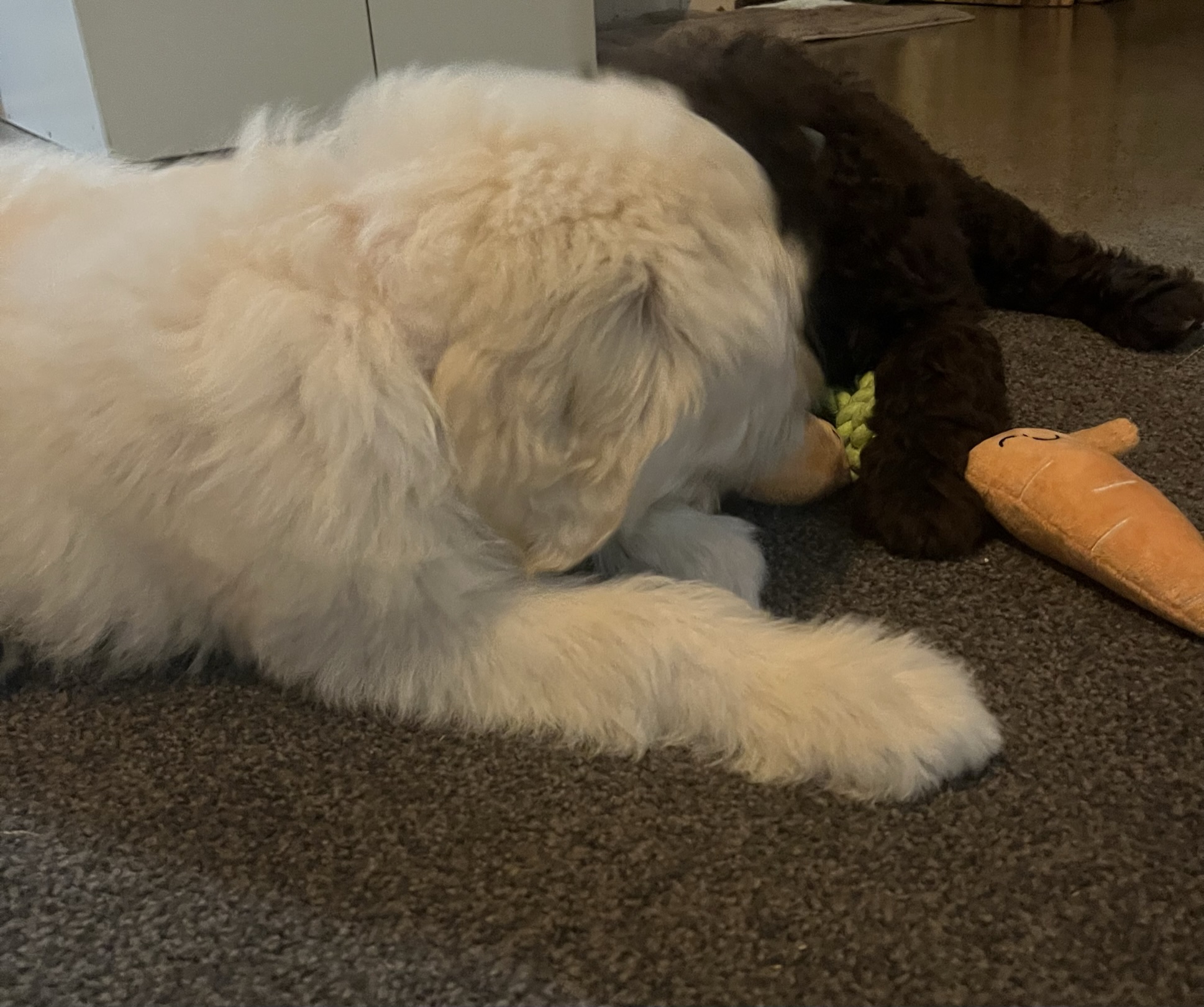 Goldendoodles, Groodles & Retrodoodles puppies from Bellawai Dogs, breeders based in the Bay of Islands, Northland, New Zealand.