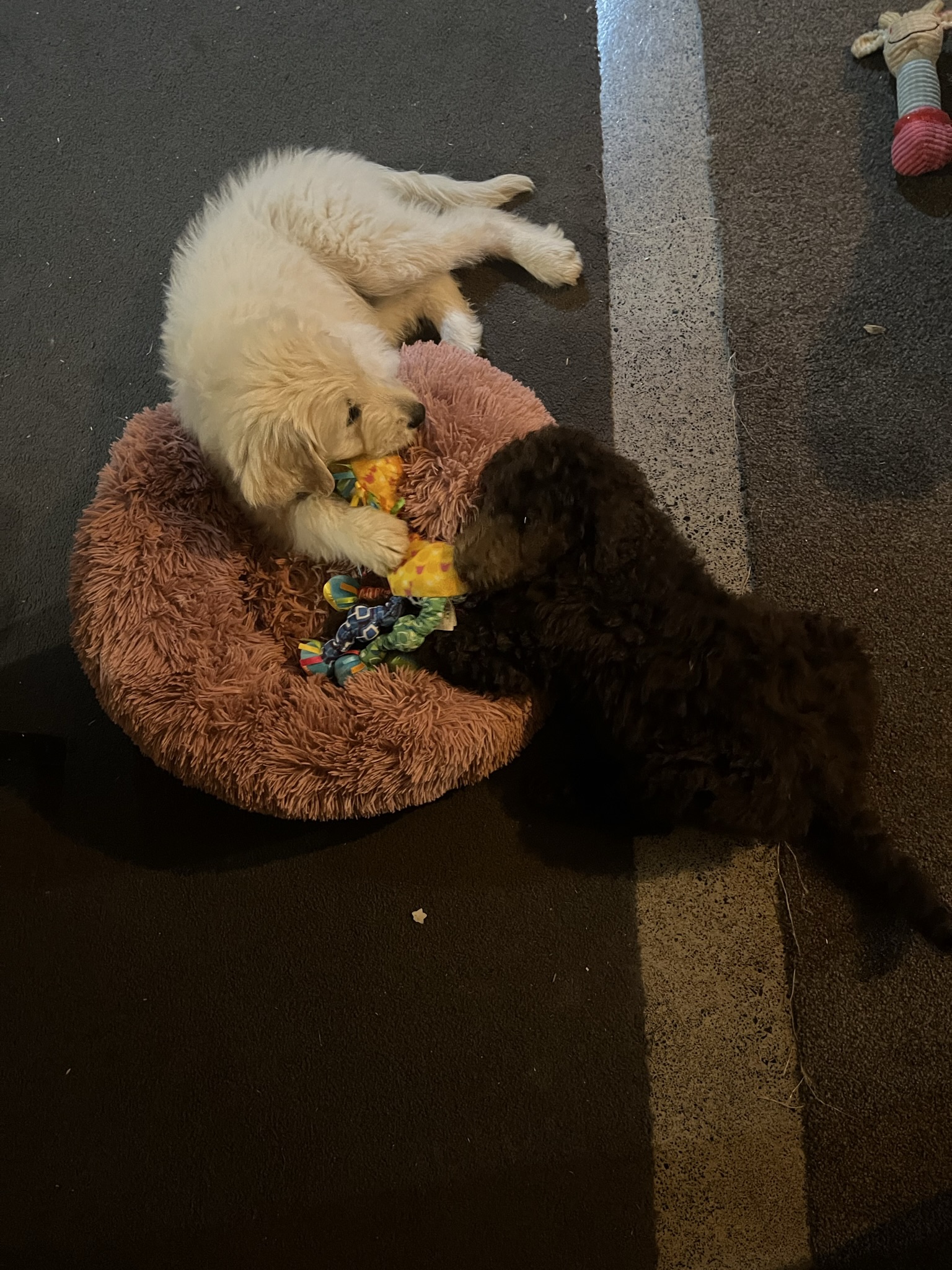 Goldendoodles, Groodles & Retrodoodles puppies from Bellawai Dogs, breeders based in the Bay of Islands, Northland, New Zealand.