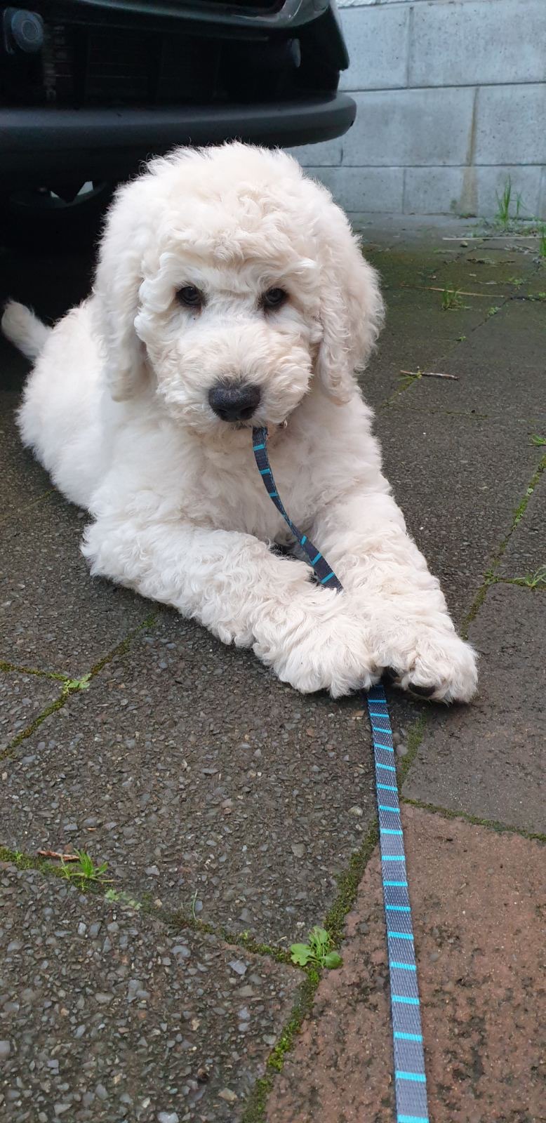 Goldendoodles, Groodles & Retrodoodles puppies from Bellawai Dogs, breeders based in the Bay of Islands, Northland, New Zealand.