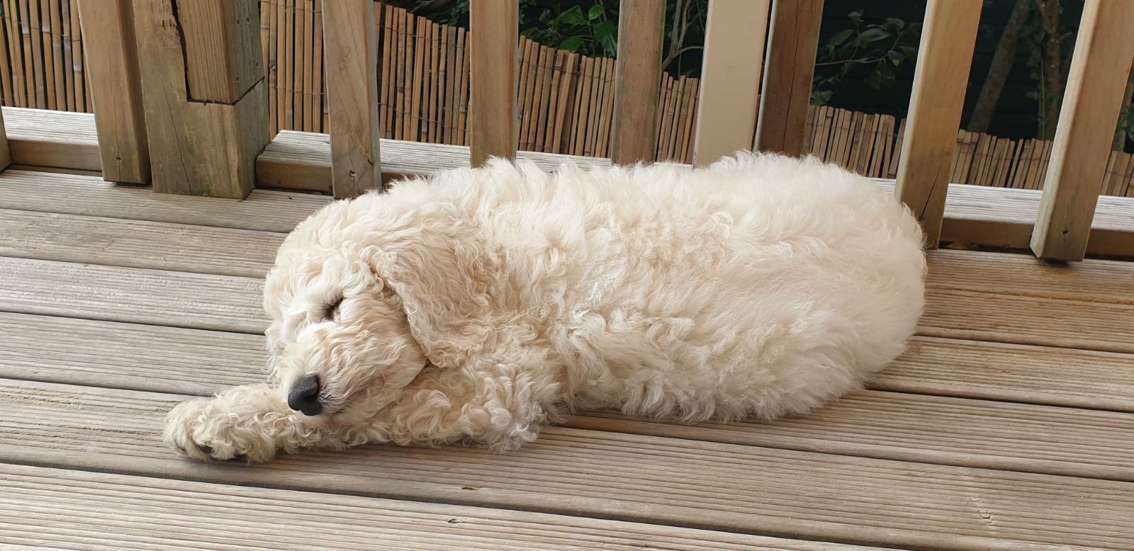 Goldendoodles, Groodles & Retrodoodles puppies from Bellawai Dogs, breeders based in the Bay of Islands, Northland, New Zealand.