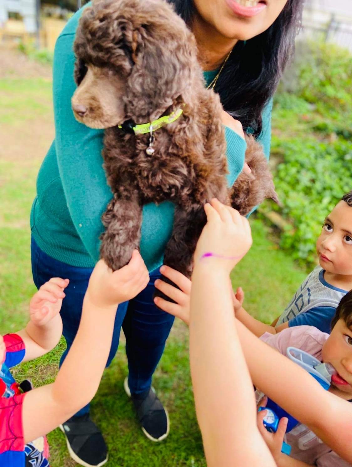 Goldendoodles, Groodles & Retrodoodles puppies from Bellawai Dogs, breeders based in the Bay of Islands, Northland, New Zealand.