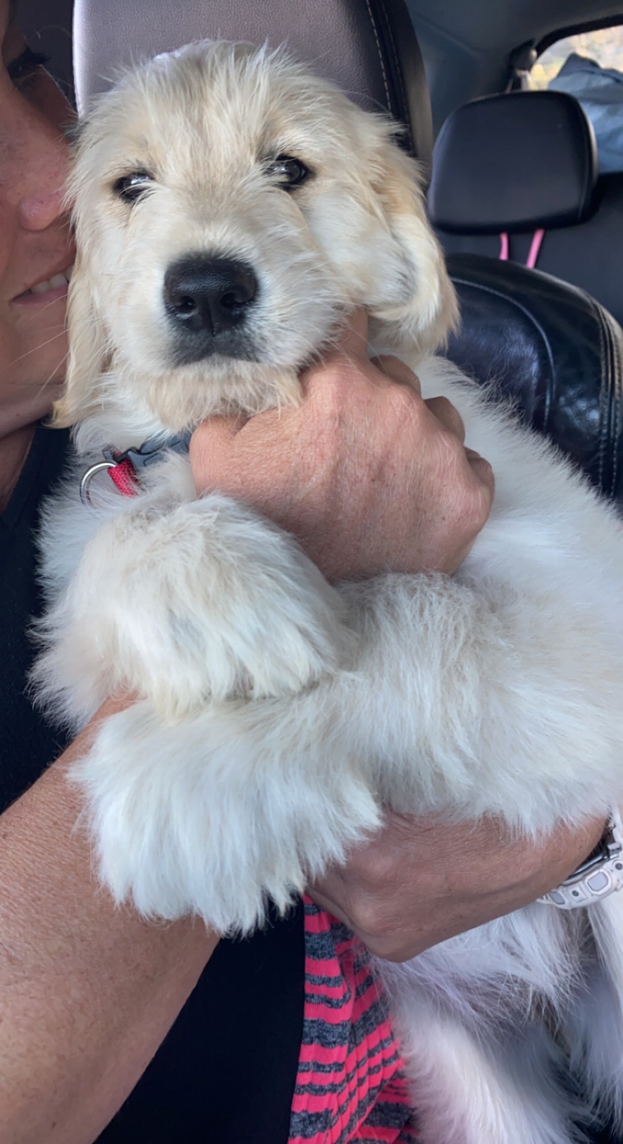 Goldendoodles, Groodles & Retrodoodles puppies from Bellawai Dogs, breeders based in the Bay of Islands, Northland, New Zealand.