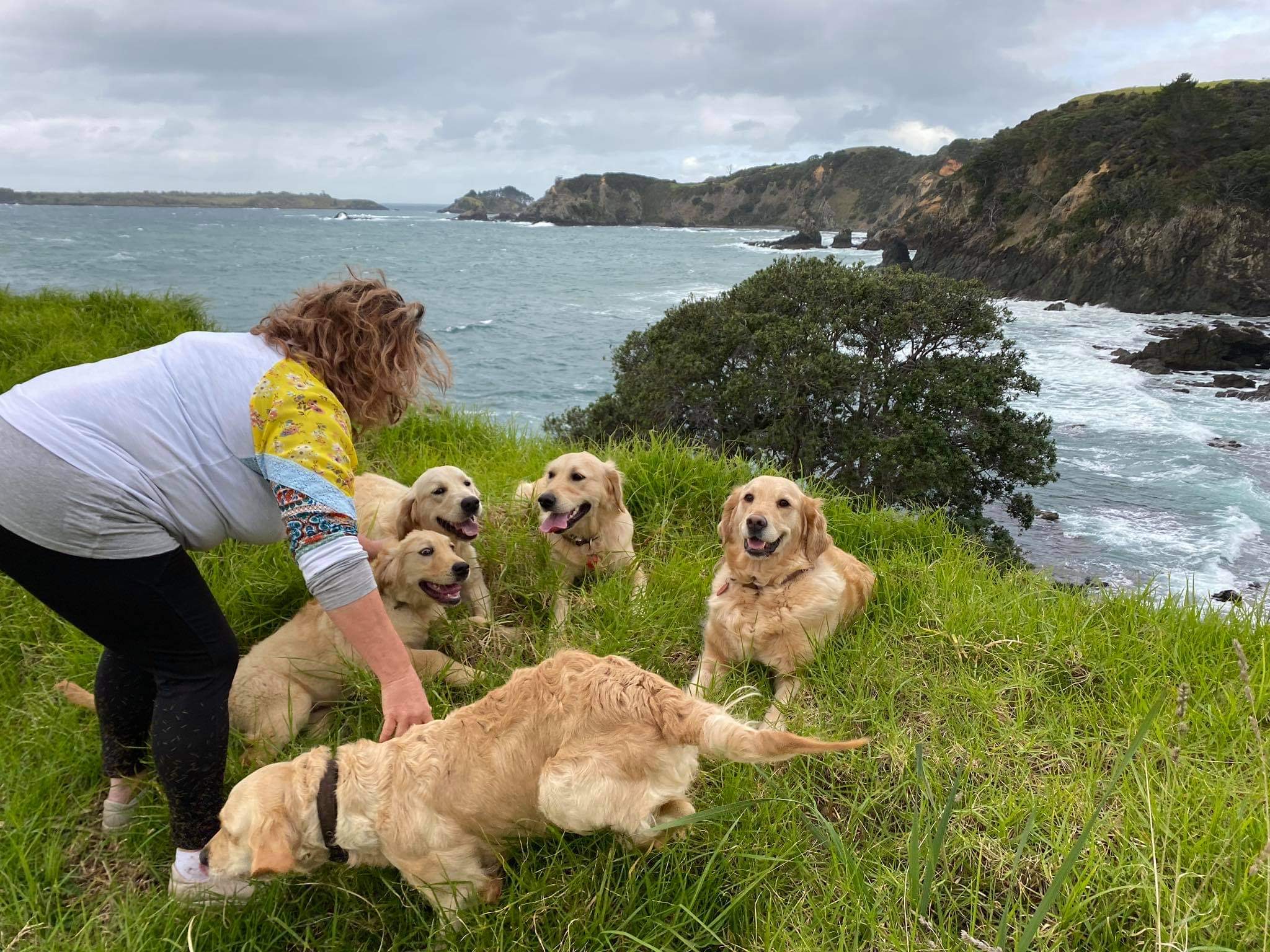 Goldendoodles, Groodles & Retrodoodles puppies from Bellawai Dogs, breeders based in the Bay of Islands, Northland, New Zealand.