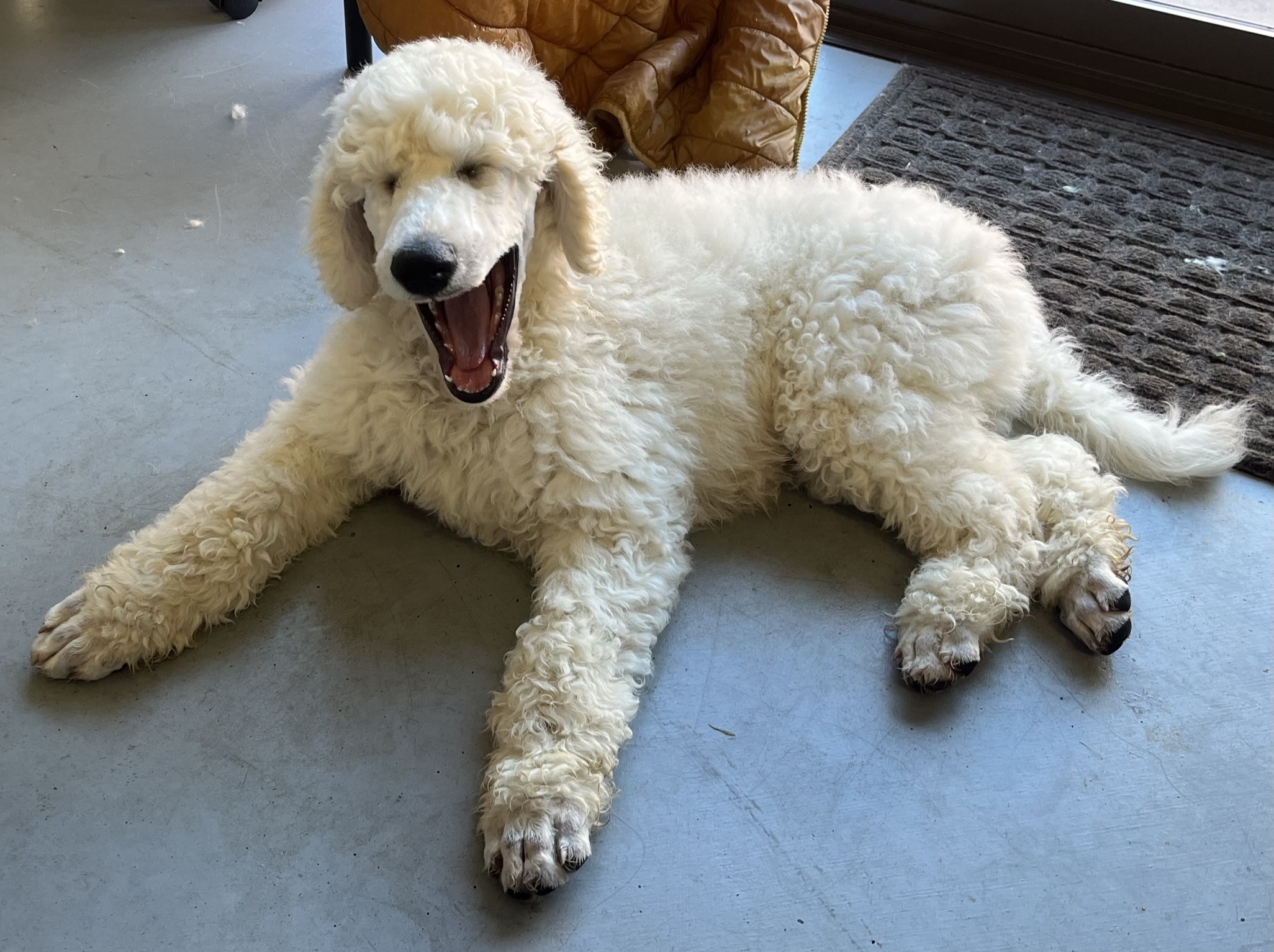 Goldendoodles, Groodles & Retrodoodles puppies from Bellawai Dogs, breeders based in the Bay of Islands, Northland, New Zealand.