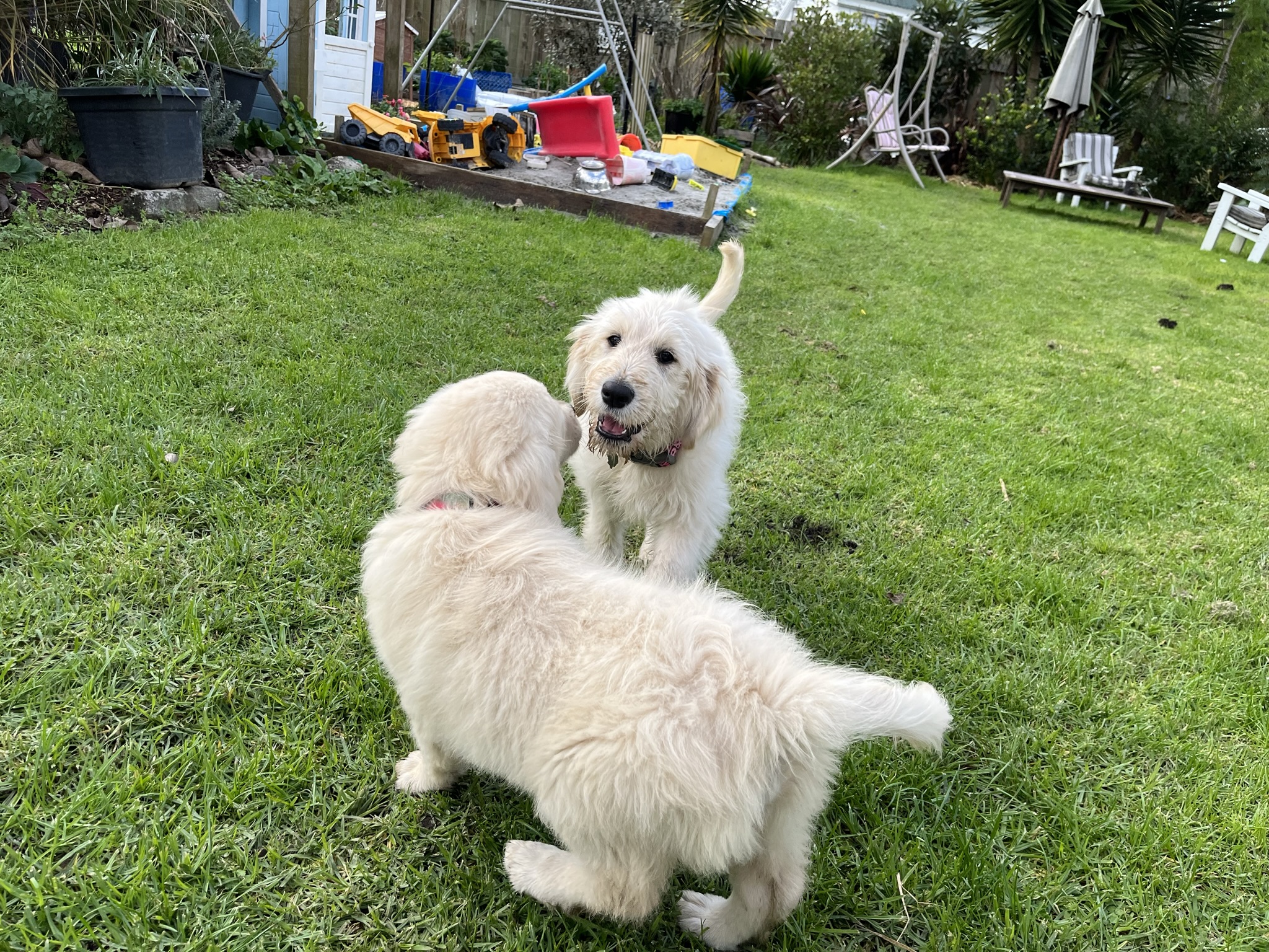 Goldendoodles, Groodles & Retrodoodles puppies from Bellawai Dogs, breeders based in the Bay of Islands, Northland, New Zealand.