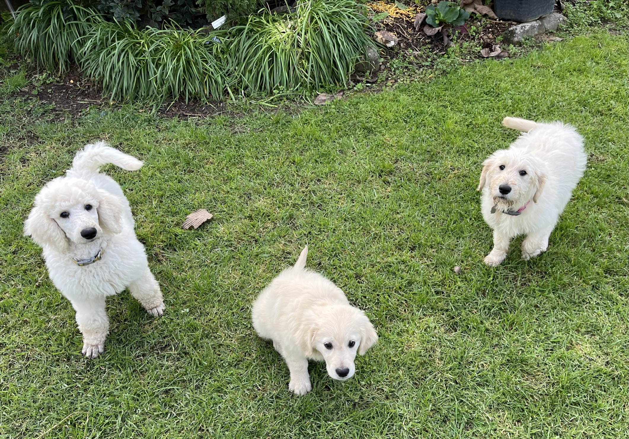 Goldendoodles, Groodles & Retrodoodles puppies from Bellawai Dogs, breeders based in the Bay of Islands, Northland, New Zealand.