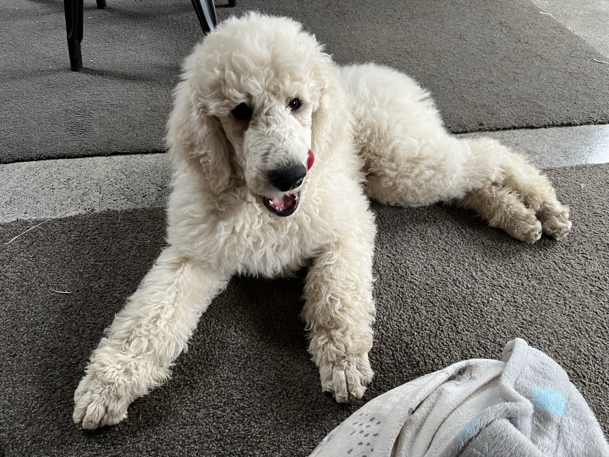 Goldendoodles, Groodles & Retrodoodles puppies from Bellawai Dogs, breeders based in the Bay of Islands, Northland, New Zealand.