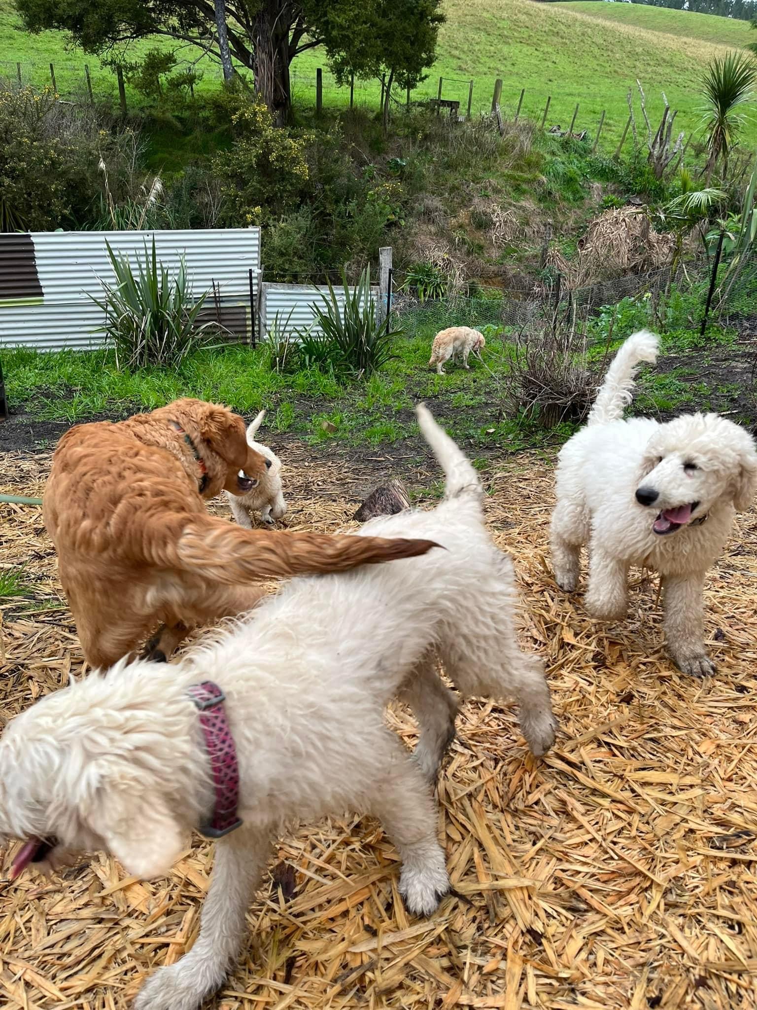 Goldendoodles, Groodles & Retrodoodles puppies from Bellawai Dogs, breeders based in the Bay of Islands, Northland, New Zealand.