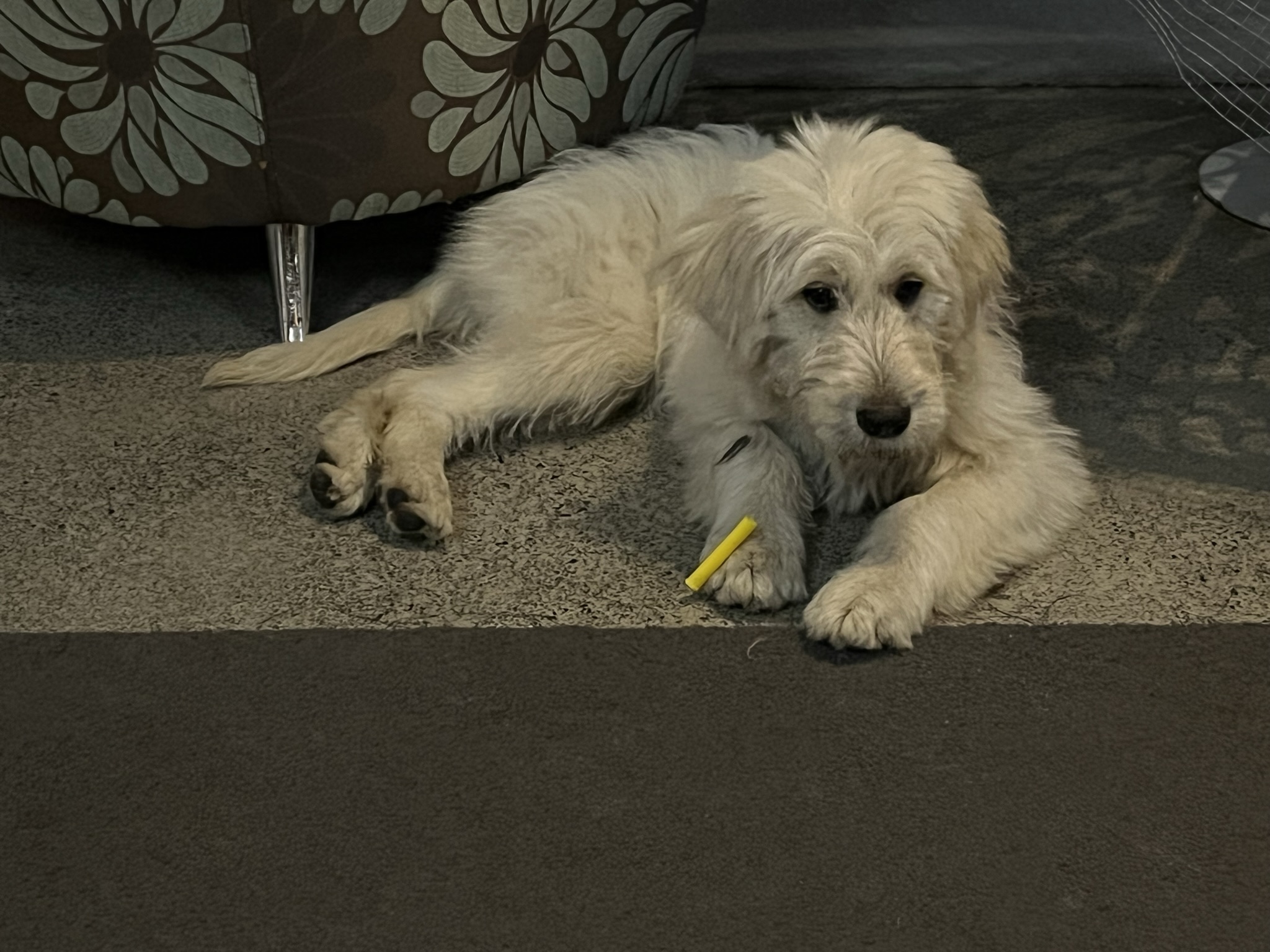 Goldendoodles, Groodles & Retrodoodles puppies from Bellawai Dogs, breeders based in the Bay of Islands, Northland, New Zealand.