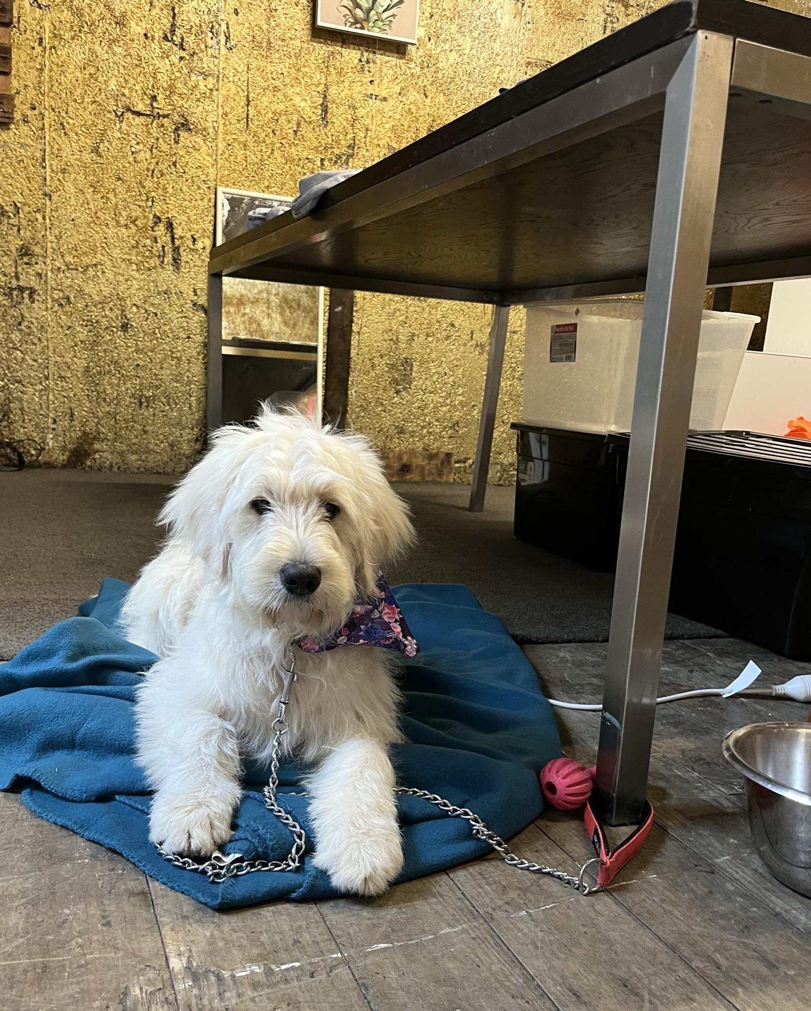 Goldendoodles, Groodles & Retrodoodles puppies from Bellawai Dogs, breeders based in the Bay of Islands, Northland, New Zealand.