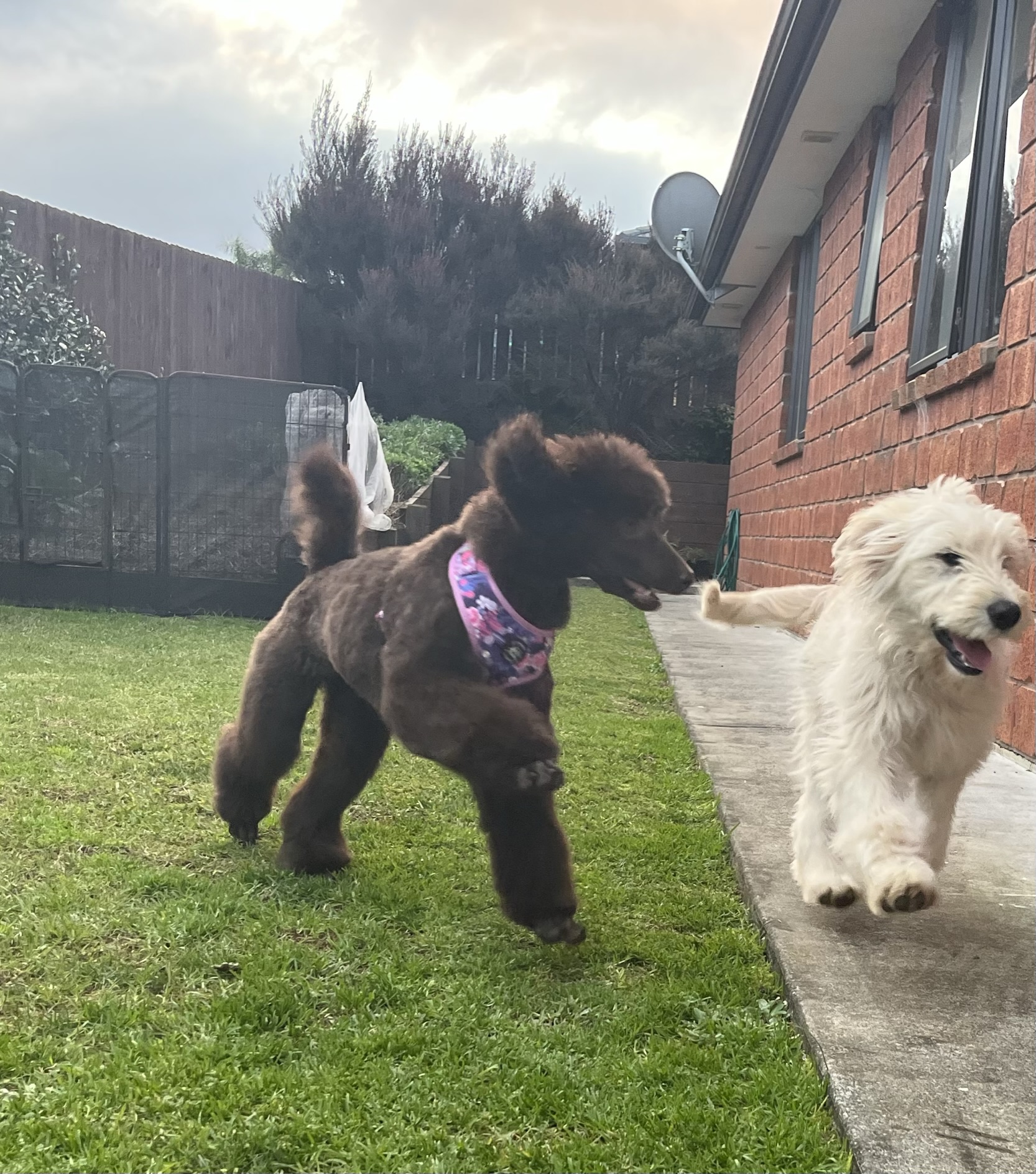 Goldendoodles, Groodles & Retrodoodles puppies from Bellawai Dogs, breeders based in the Bay of Islands, Northland, New Zealand.