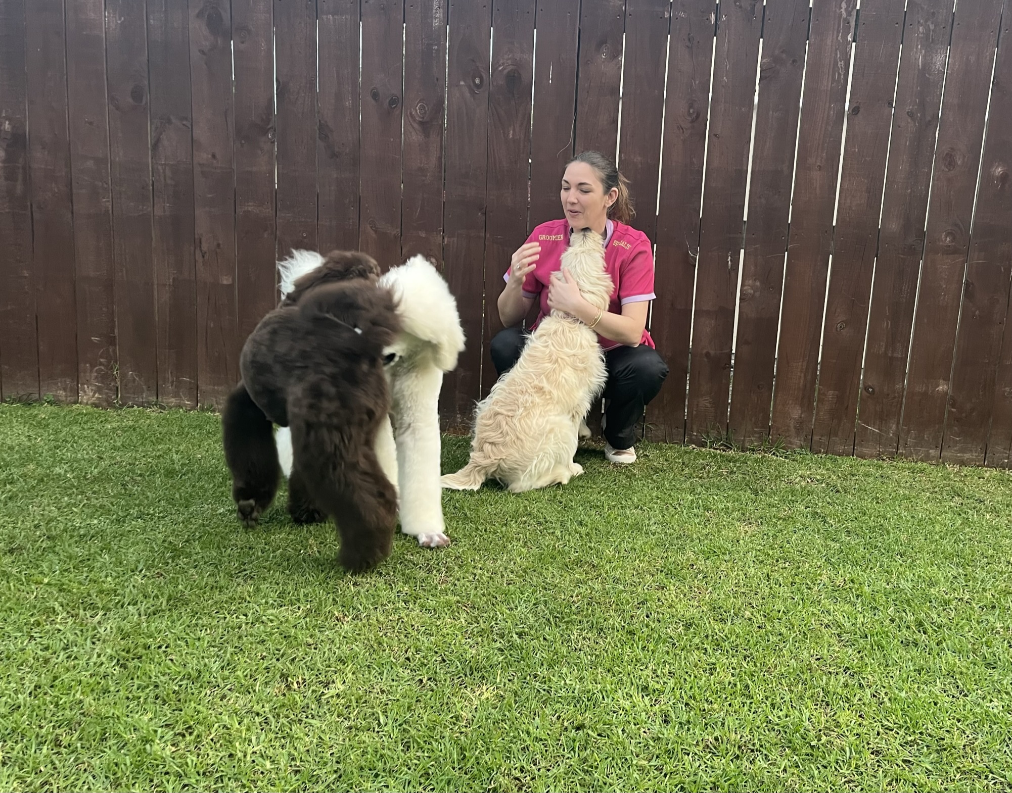 Goldendoodles, Groodles & Retrodoodles puppies from Bellawai Dogs, breeders based in the Bay of Islands, Northland, New Zealand.