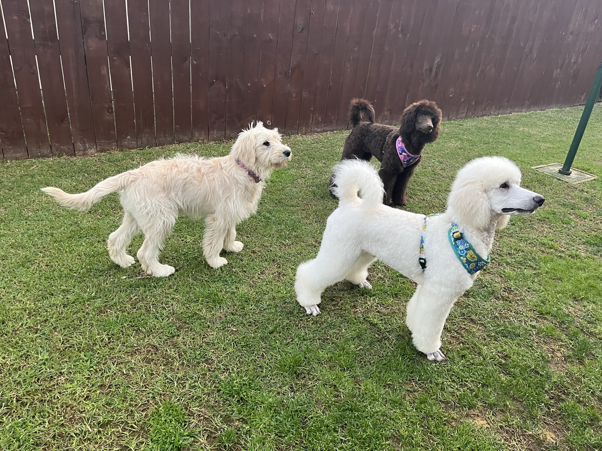 Goldendoodles, Groodles & Retrodoodles puppies from Bellawai Dogs, breeders based in the Bay of Islands, Northland, New Zealand.