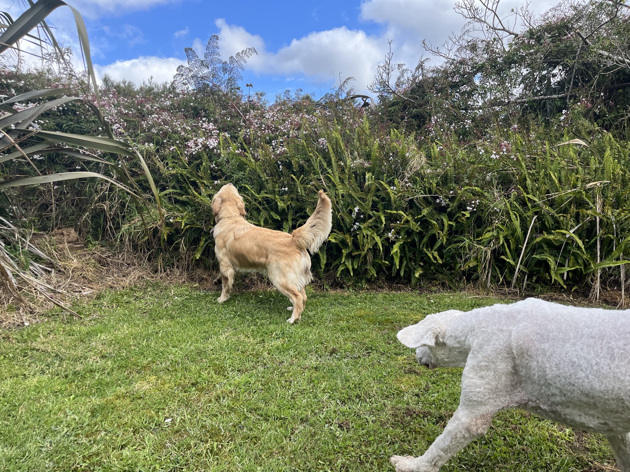 Goldendoodles, Groodles & Retrodoodles puppies from Bellawai Dogs, breeders based in the Bay of Islands, Northland, New Zealand.