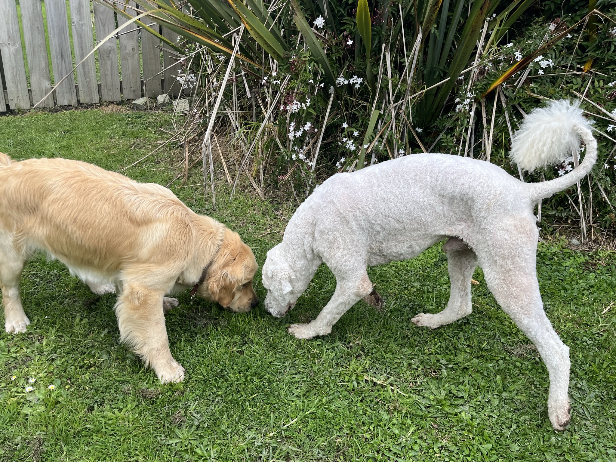 Goldendoodles, Groodles & Retrodoodles puppies from Bellawai Dogs, breeders based in the Bay of Islands, Northland, New Zealand.