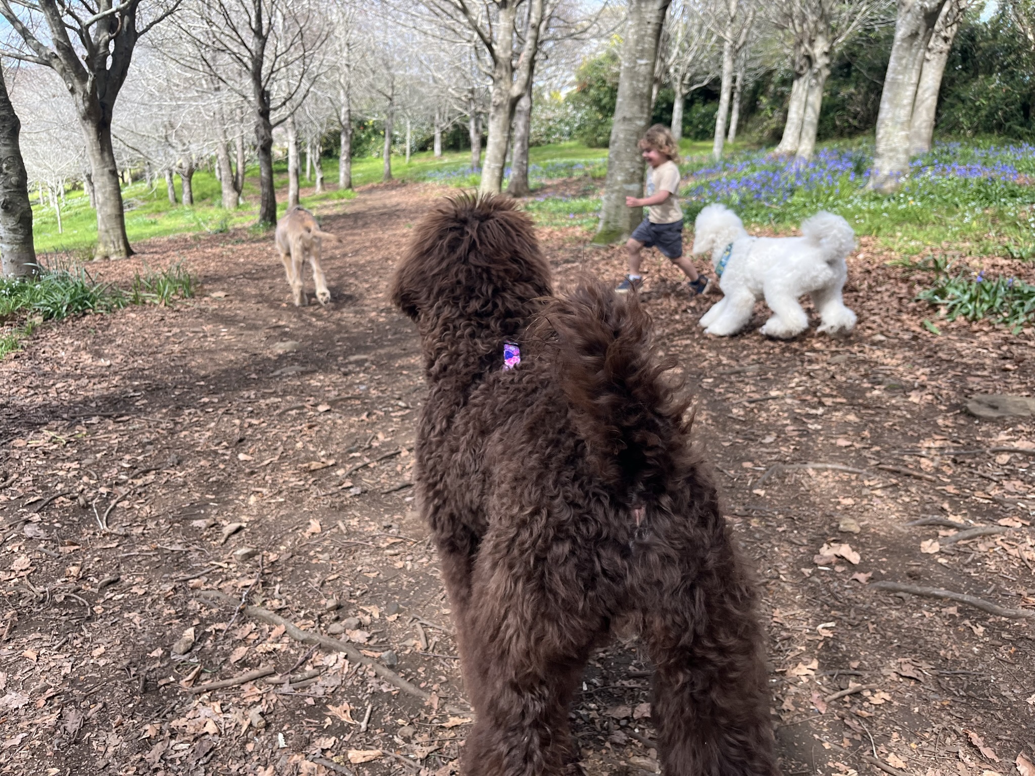 Goldendoodles, Groodles & Retrodoodles puppies from Bellawai Dogs, breeders based in the Bay of Islands, Northland, New Zealand.