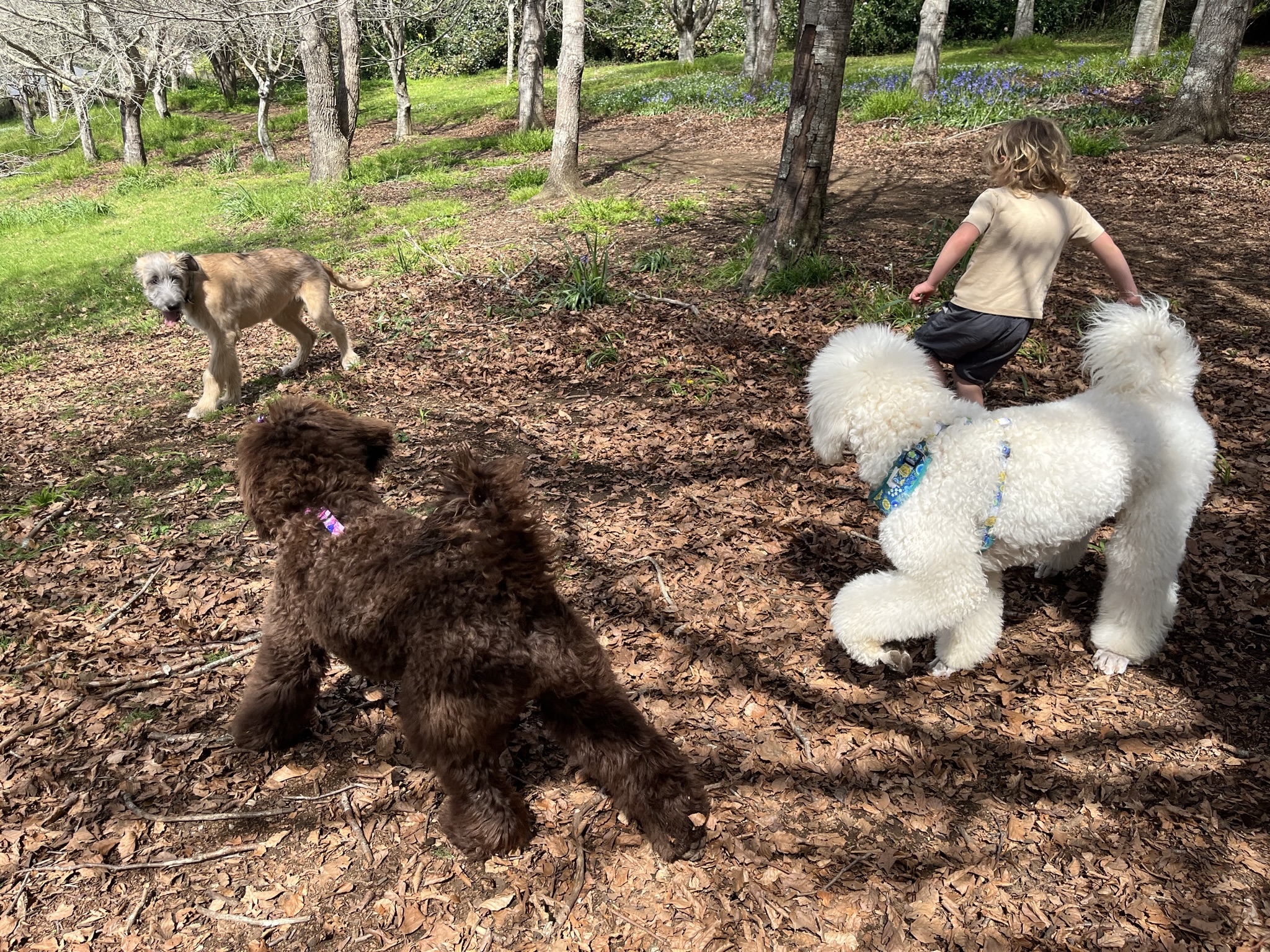 Goldendoodles, Groodles & Retrodoodles puppies from Bellawai Dogs, breeders based in the Bay of Islands, Northland, New Zealand.