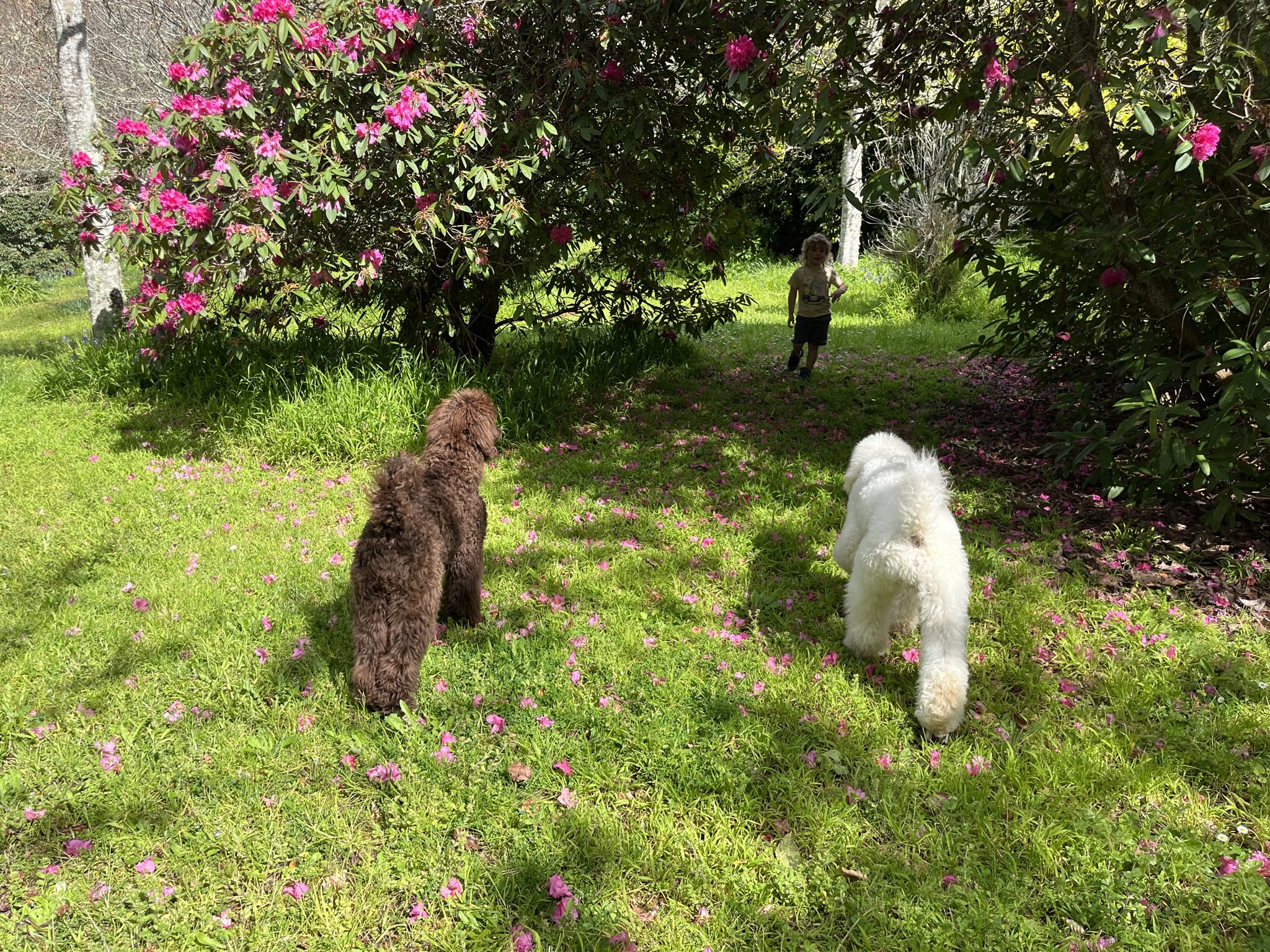 Goldendoodles, Groodles & Retrodoodles puppies from Bellawai Dogs, breeders based in the Bay of Islands, Northland, New Zealand.