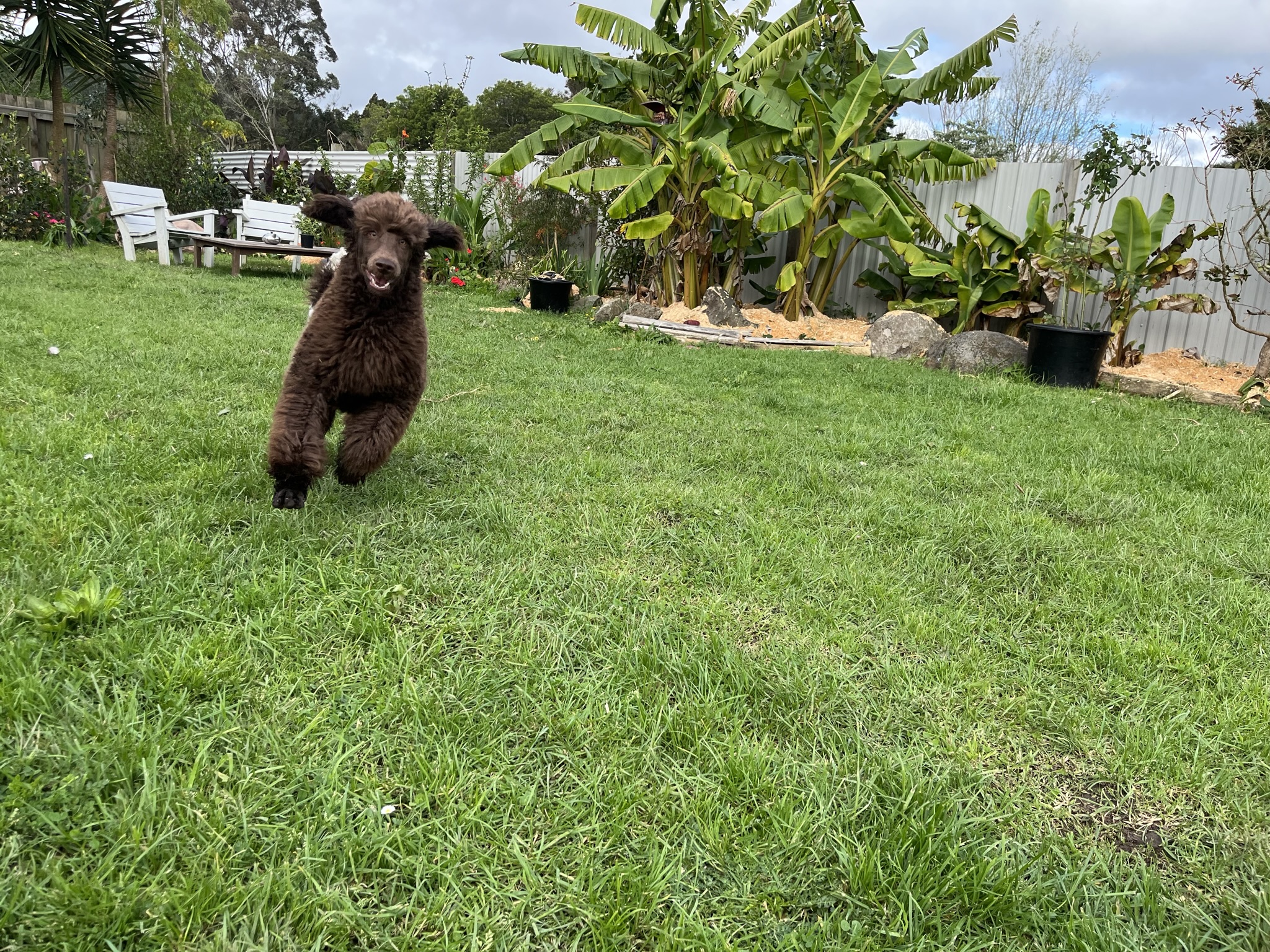 Goldendoodles, Groodles & Retrodoodles puppies from Bellawai Dogs, breeders based in the Bay of Islands, Northland, New Zealand.