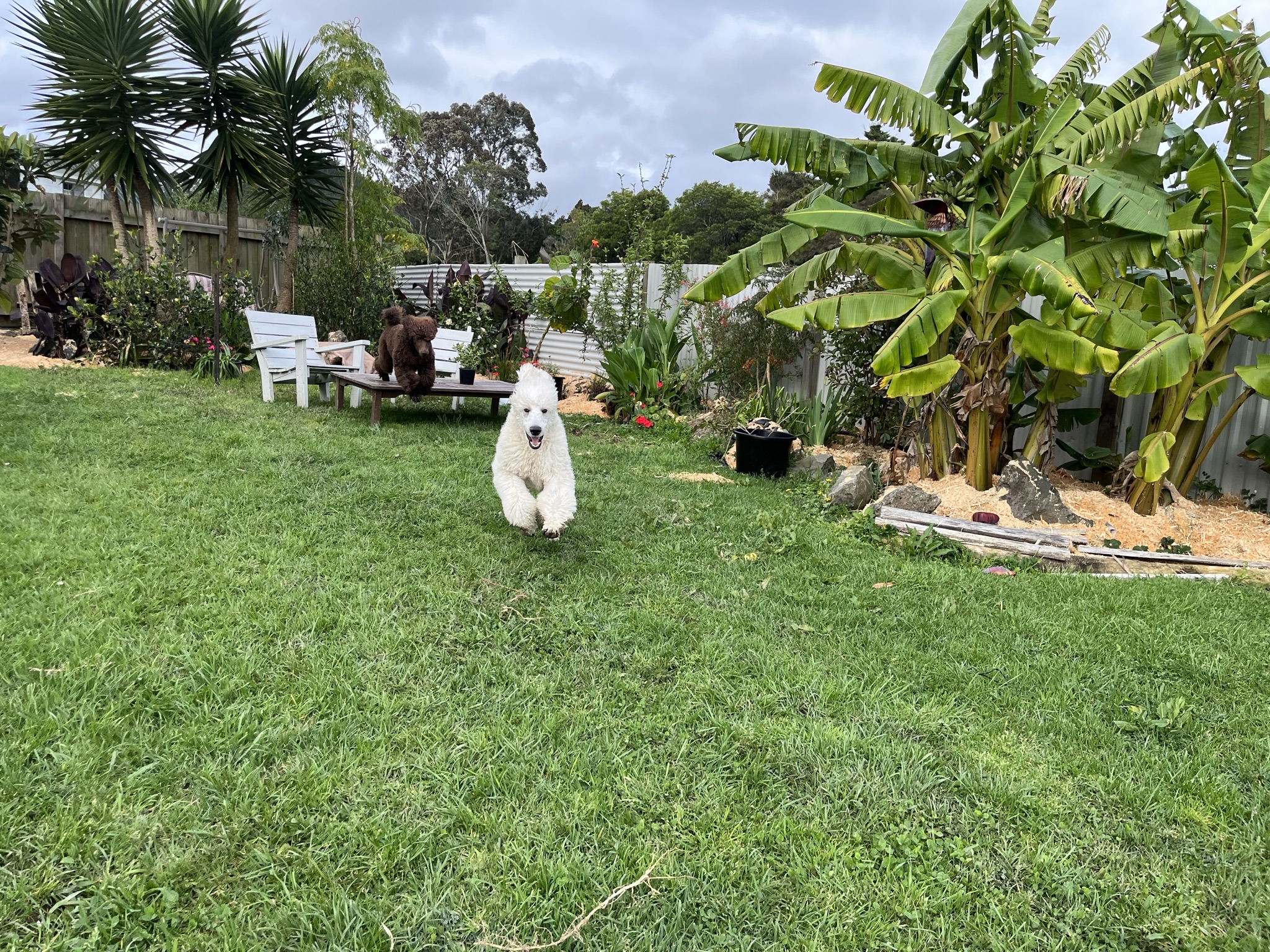 Goldendoodles, Groodles & Retrodoodles puppies from Bellawai Dogs, breeders based in the Bay of Islands, Northland, New Zealand.