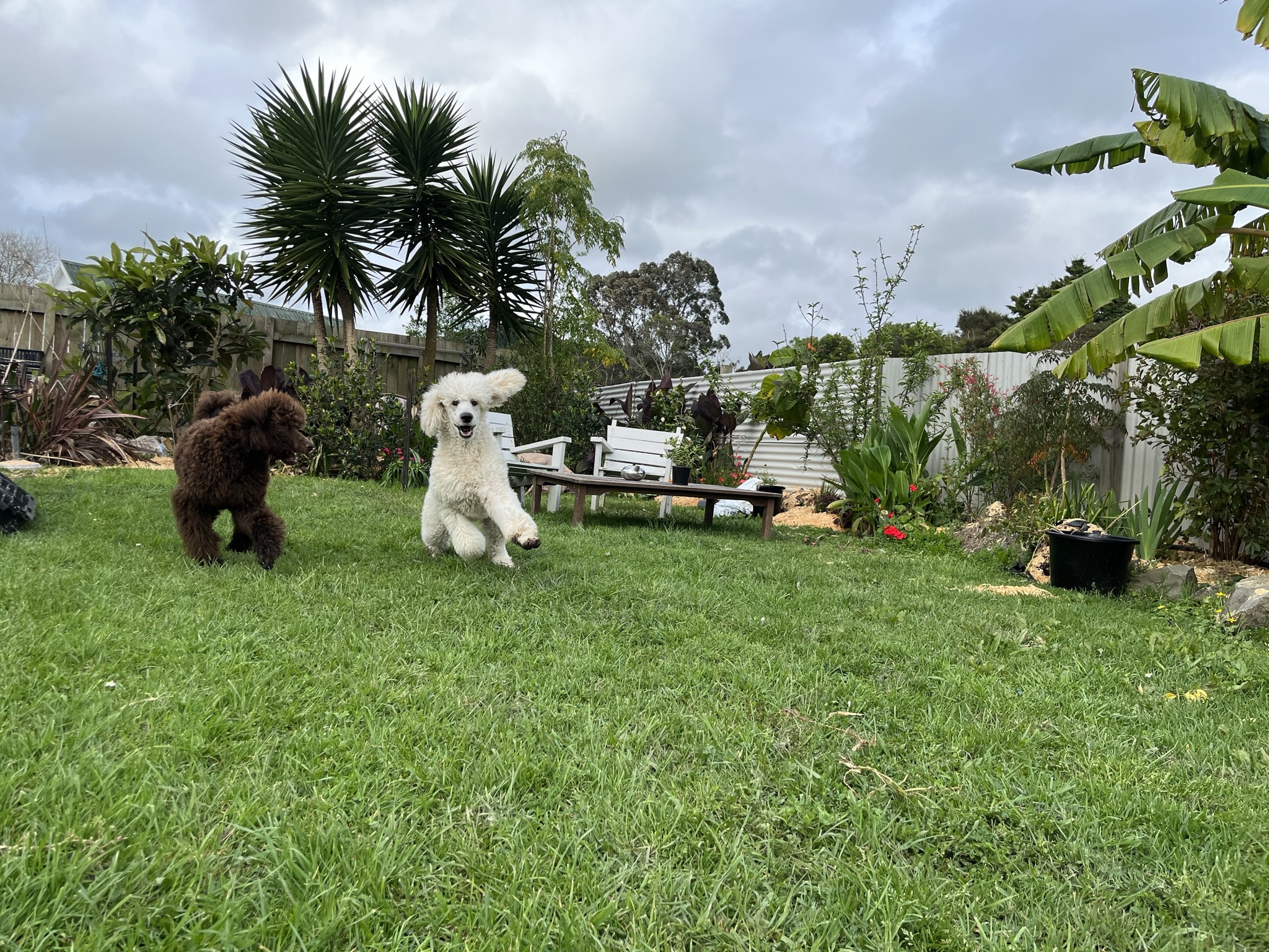 Goldendoodles, Groodles & Retrodoodles puppies from Bellawai Dogs, breeders based in the Bay of Islands, Northland, New Zealand.