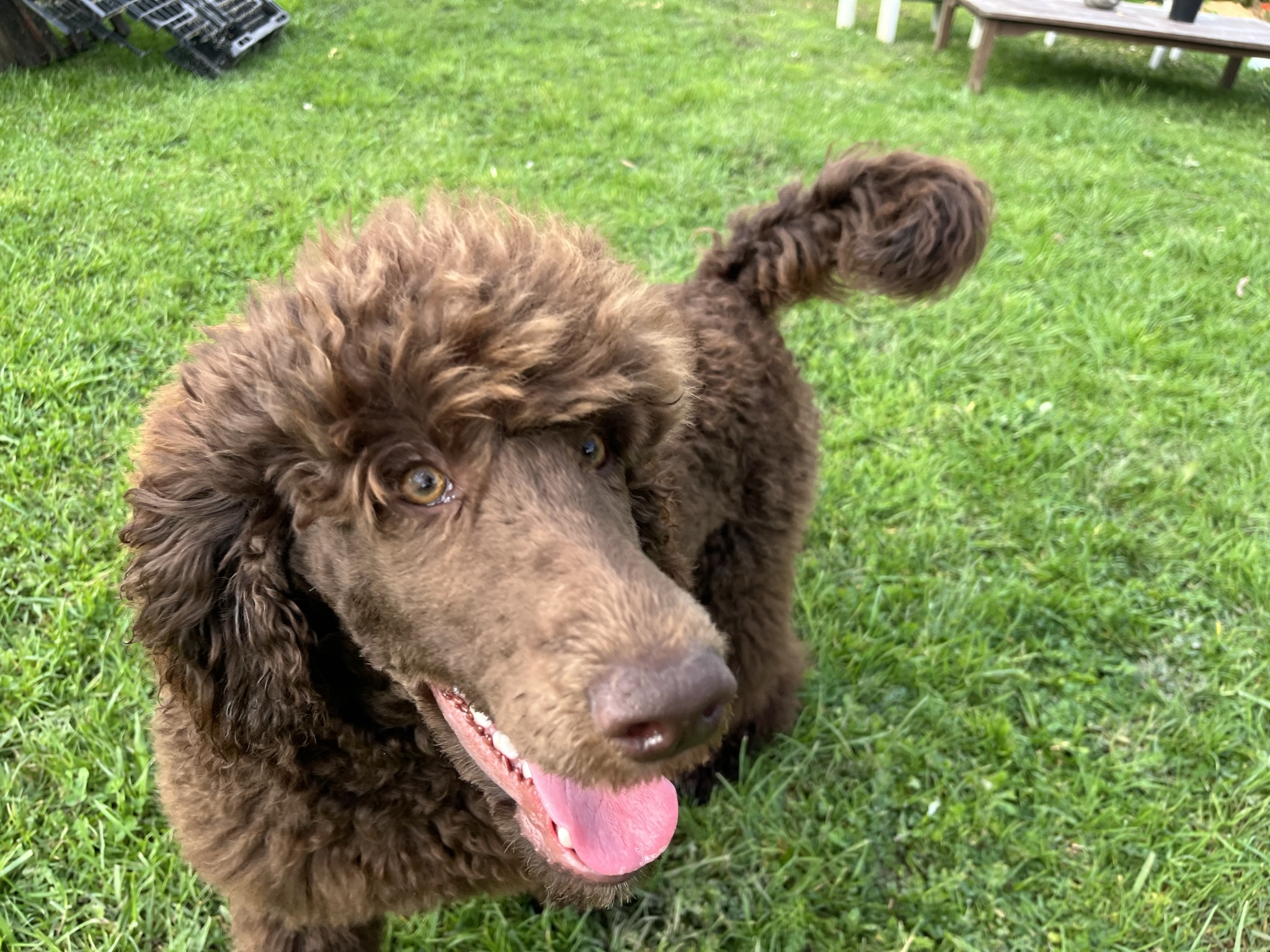 Goldendoodles, Groodles & Retrodoodles puppies from Bellawai Dogs, breeders based in the Bay of Islands, Northland, New Zealand.