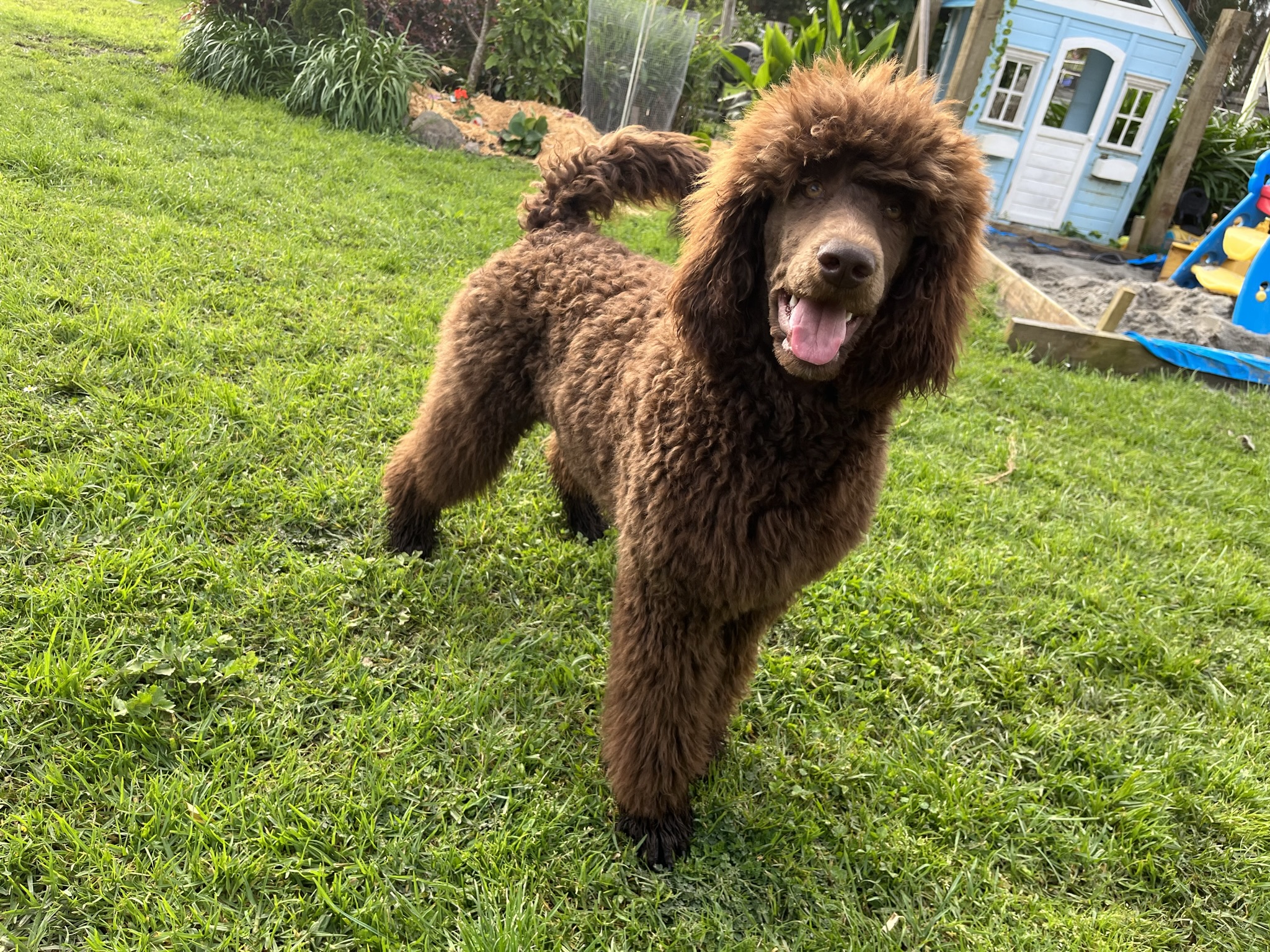 Goldendoodles, Groodles & Retrodoodles puppies from Bellawai Dogs, breeders based in the Bay of Islands, Northland, New Zealand.