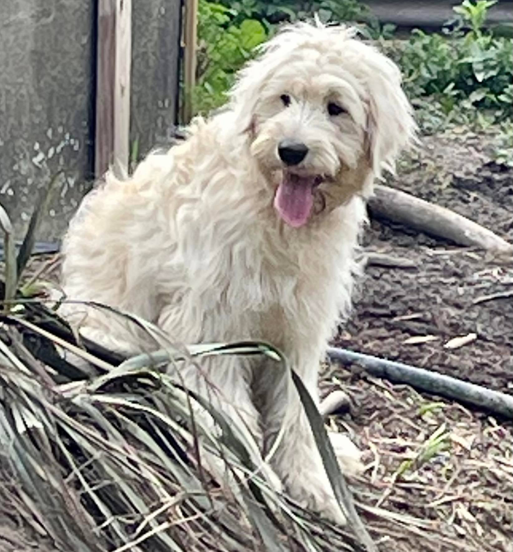 Goldendoodles, Groodles & Retrodoodles puppies from Bellawai Dogs, breeders based in the Bay of Islands, Northland, New Zealand.