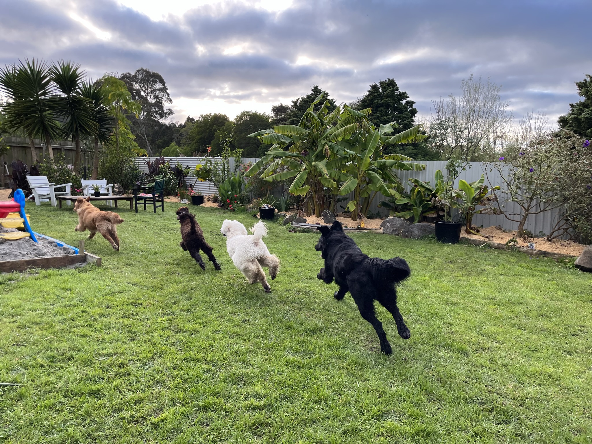 Goldendoodles, Groodles & Retrodoodles puppies from Bellawai Dogs, breeders based in the Bay of Islands, Northland, New Zealand.