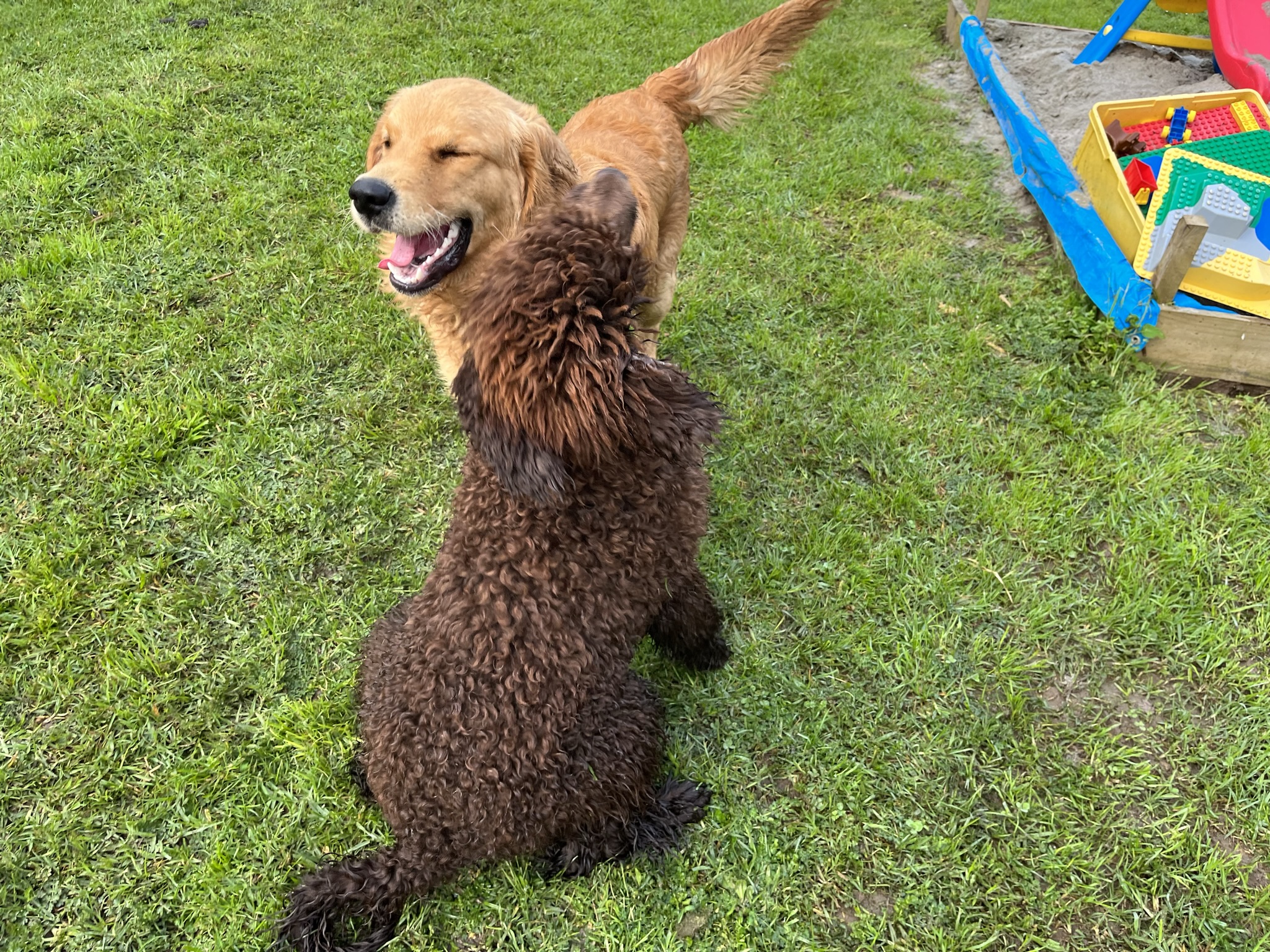 Goldendoodles, Groodles & Retrodoodles puppies from Bellawai Dogs, breeders based in the Bay of Islands, Northland, New Zealand.