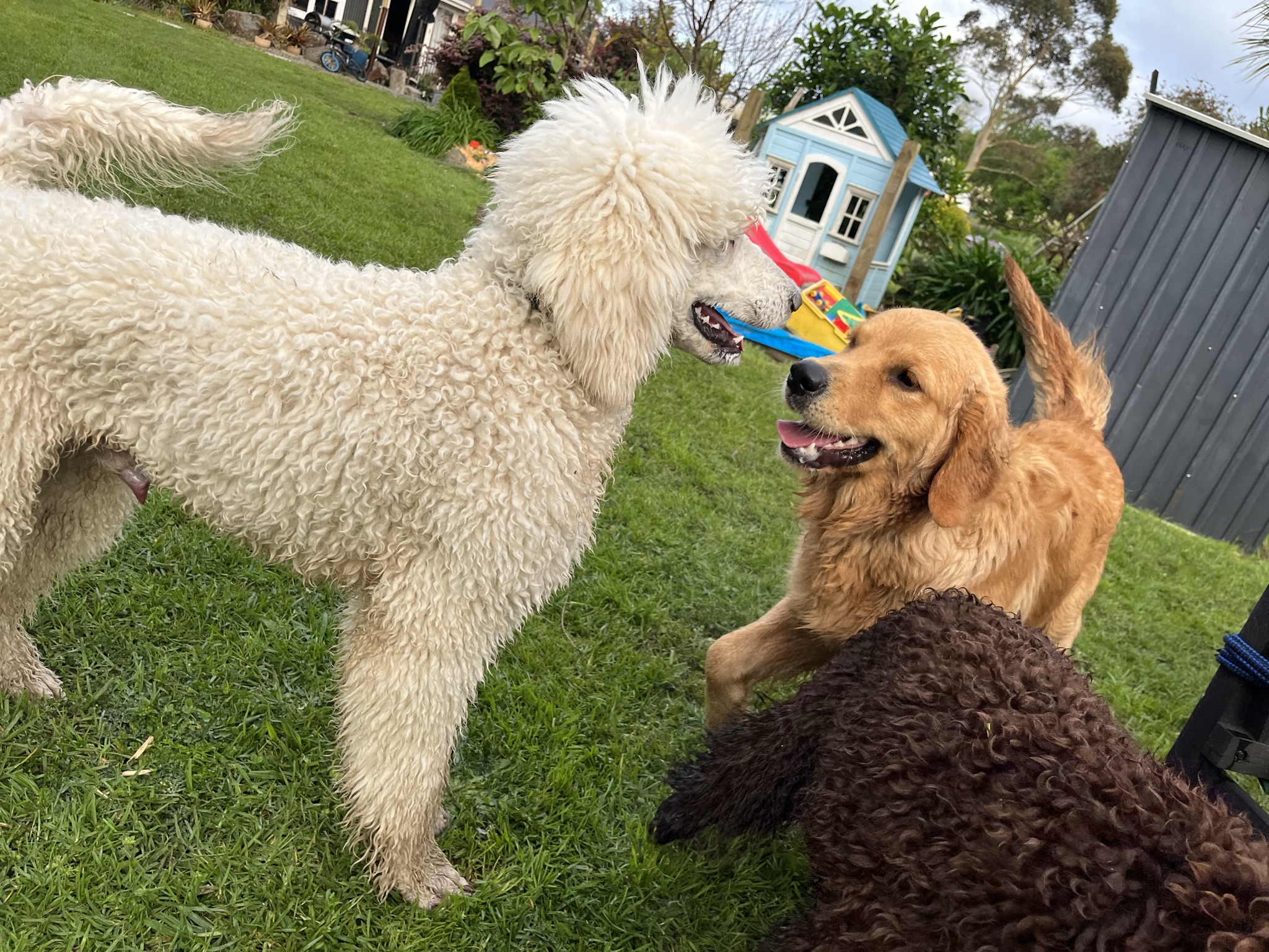 Goldendoodles, Groodles & Retrodoodles puppies from Bellawai Dogs, breeders based in the Bay of Islands, Northland, New Zealand.