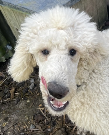 Goldendoodles, Groodles & Retrodoodles puppies from Bellawai Dogs, breeders based in the Bay of Islands, Northland, New Zealand.