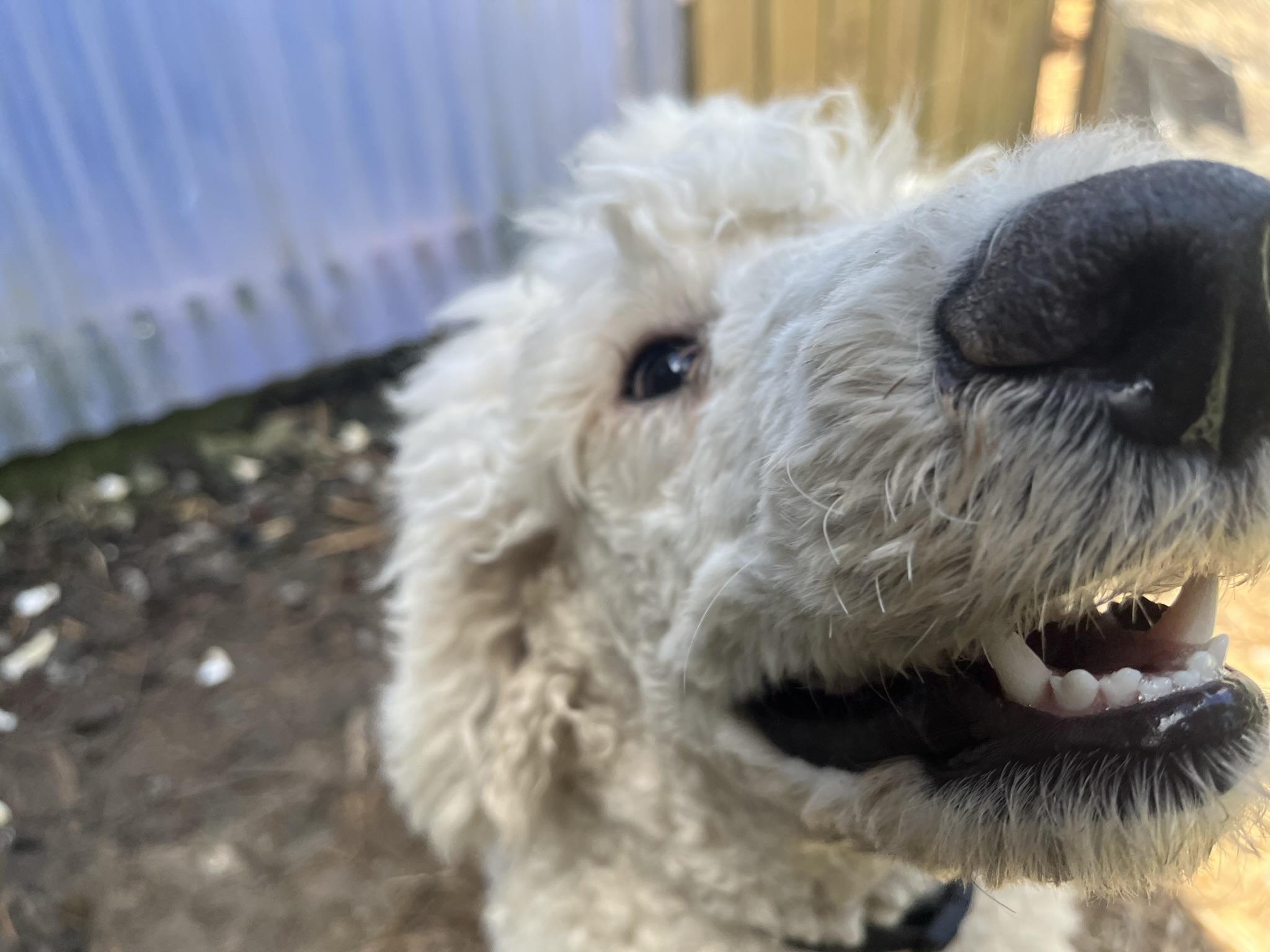 Goldendoodles, Groodles & Retrodoodles puppies from Bellawai Dogs, breeders based in the Bay of Islands, Northland, New Zealand.