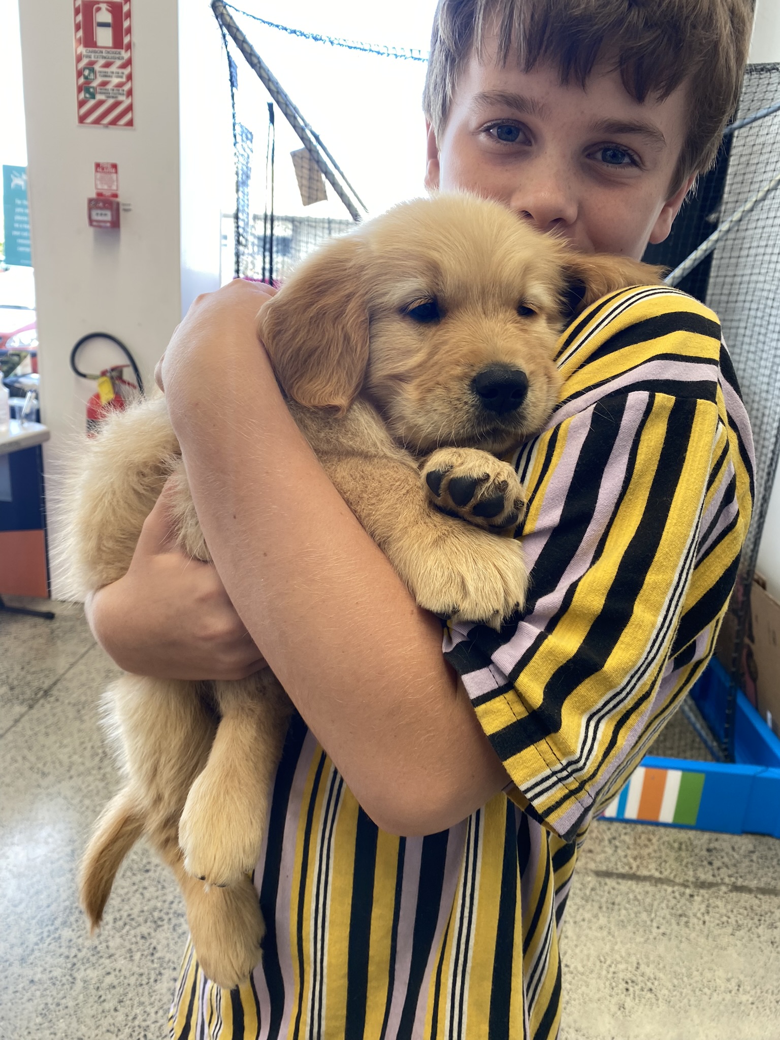 Goldendoodles, Groodles & Retrodoodles puppies from Bellawai Dogs, breeders based in the Bay of Islands, Northland, New Zealand.