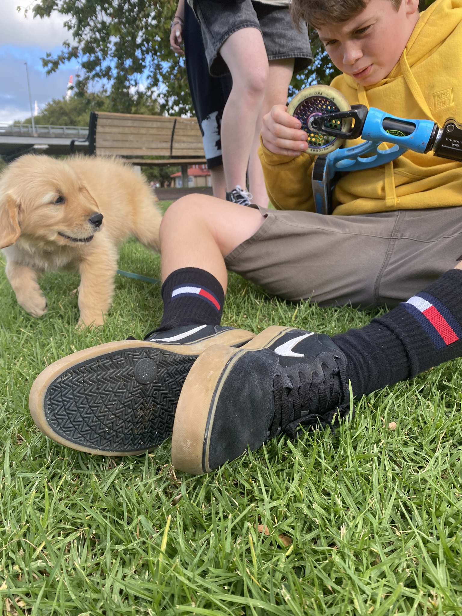 Goldendoodles, Groodles & Retrodoodles puppies from Bellawai Dogs, breeders based in the Bay of Islands, Northland, New Zealand.