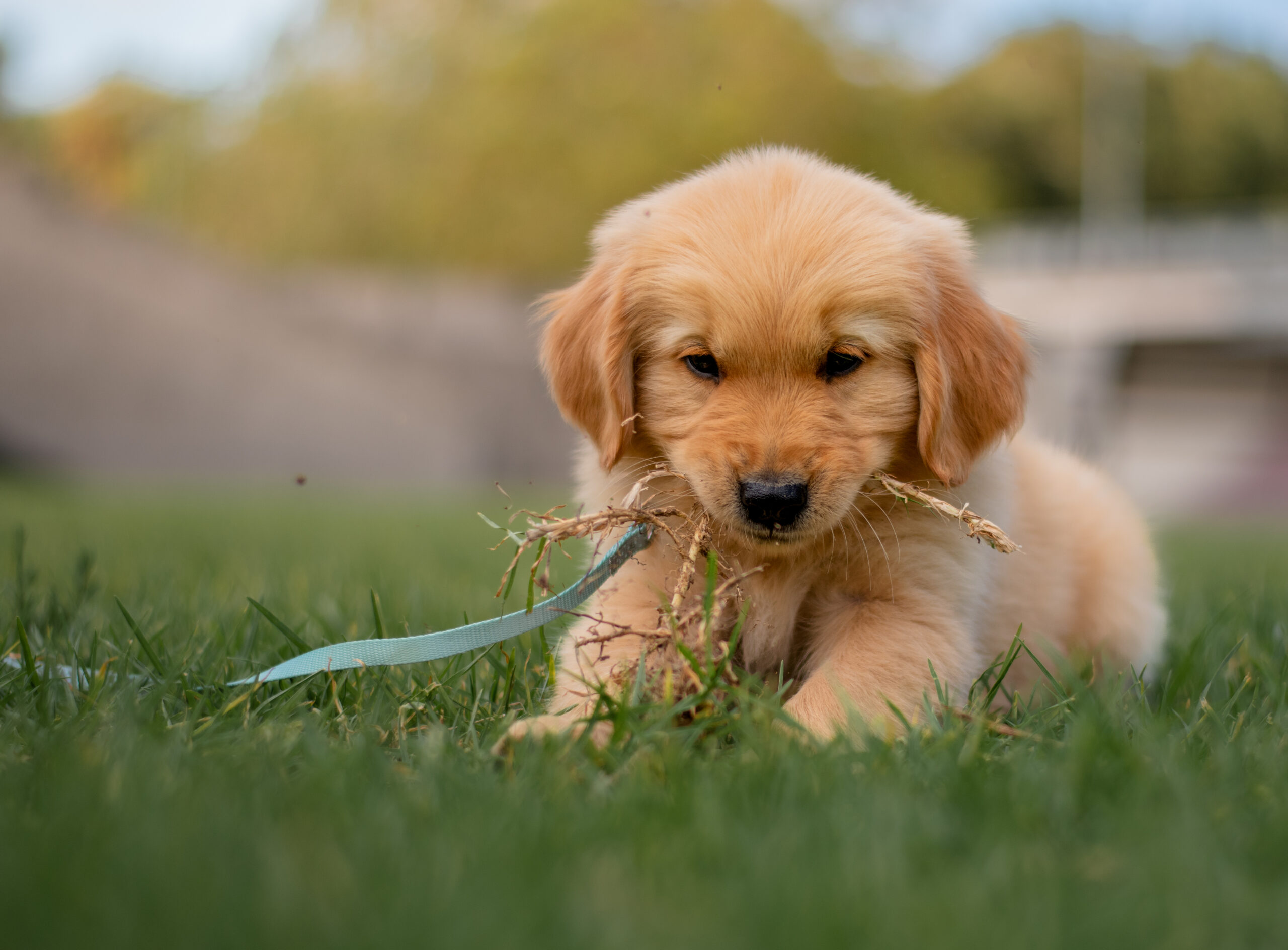 Goldendoodles, Groodles & Retrodoodles puppies from Bellawai Dogs, breeders based in the Bay of Islands, Northland, New Zealand.