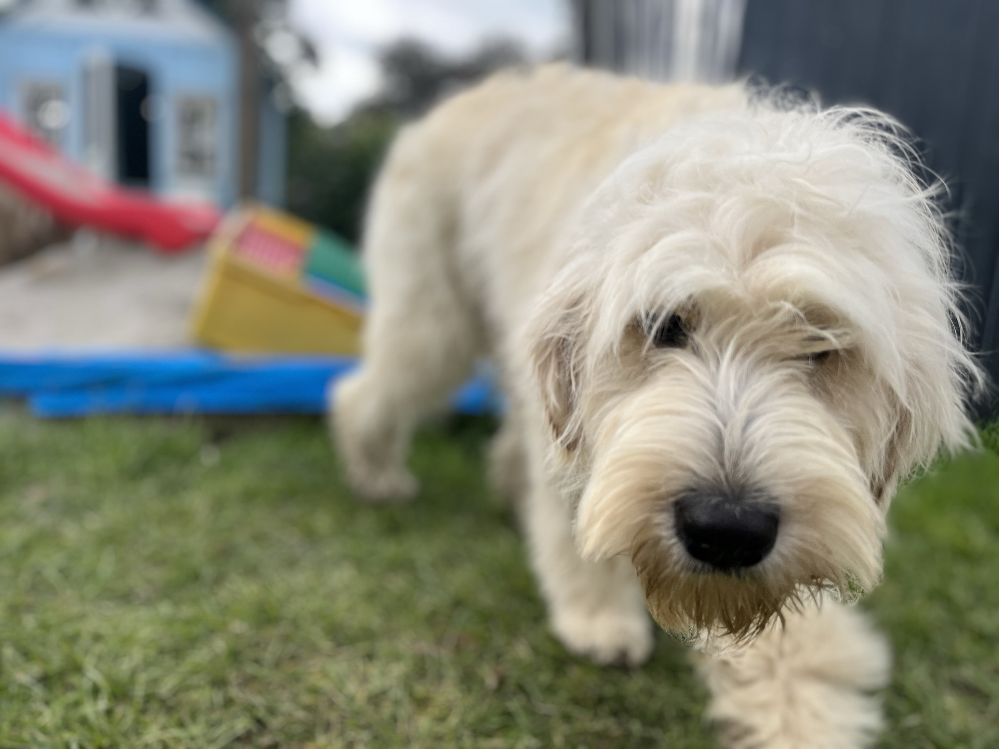 Goldendoodles, Groodles & Retrodoodles puppies from Bellawai Dogs, breeders based in the Bay of Islands, Northland, New Zealand.