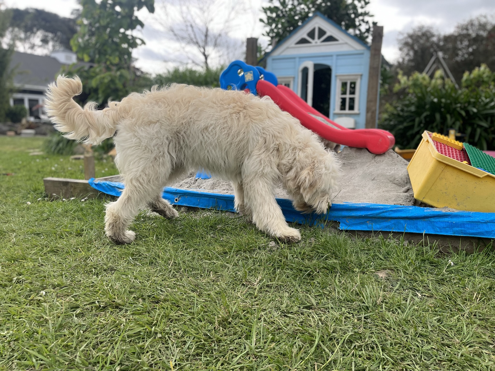 Goldendoodles, Groodles & Retrodoodles puppies from Bellawai Dogs, breeders based in the Bay of Islands, Northland, New Zealand.