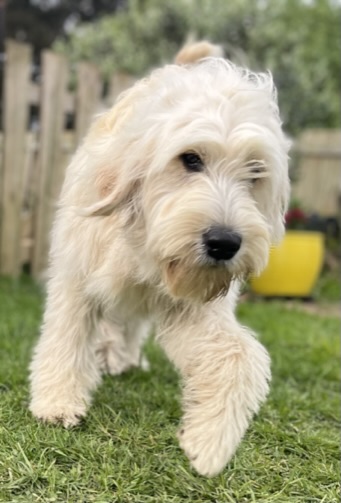 Goldendoodles, Groodles & Retrodoodles puppies from Bellawai Dogs, breeders based in the Bay of Islands, Northland, New Zealand.