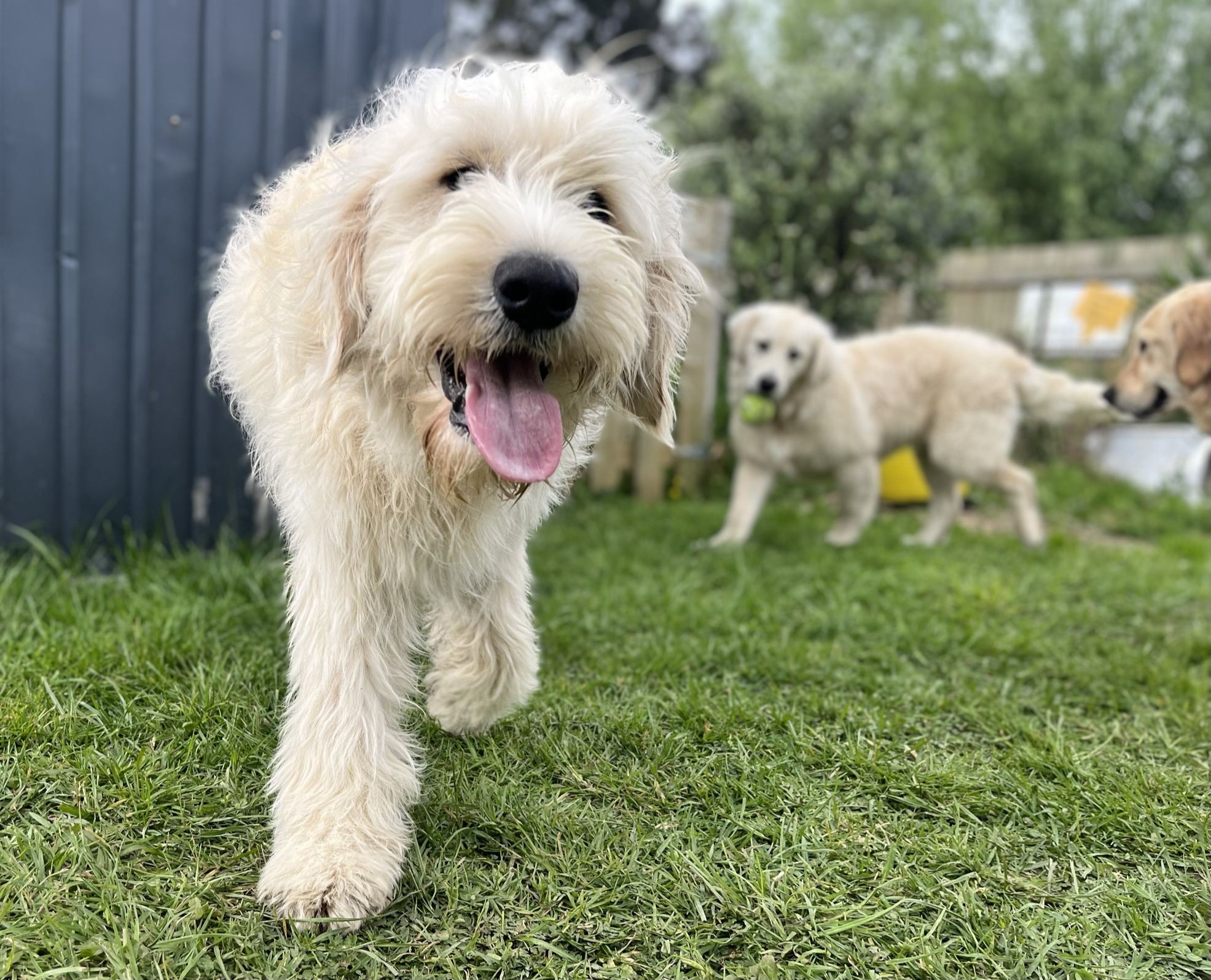 Goldendoodles, Groodles & Retrodoodles puppies from Bellawai Dogs, breeders based in the Bay of Islands, Northland, New Zealand.