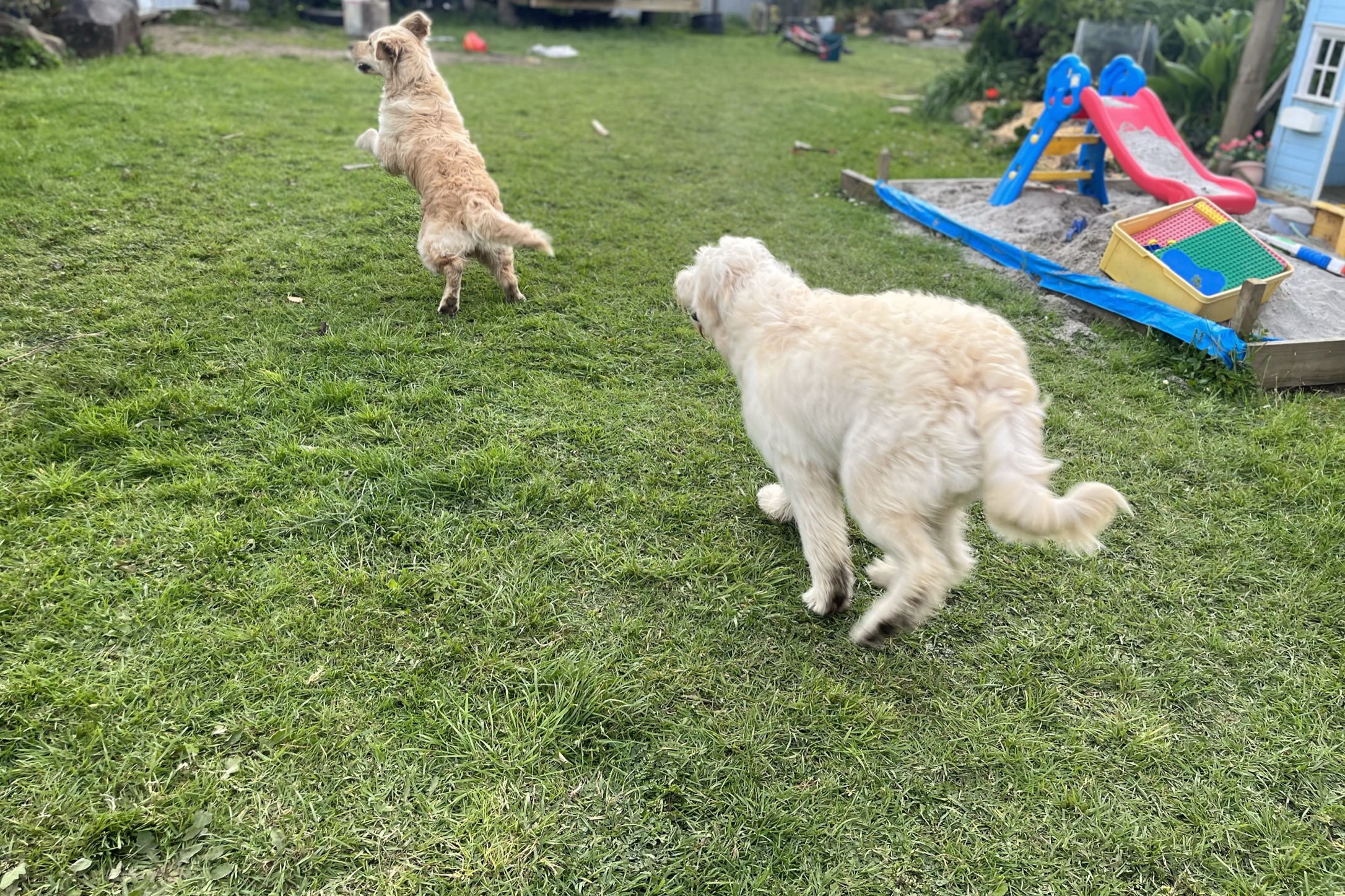 Goldendoodles, Groodles & Retrodoodles puppies from Bellawai Dogs, breeders based in the Bay of Islands, Northland, New Zealand.