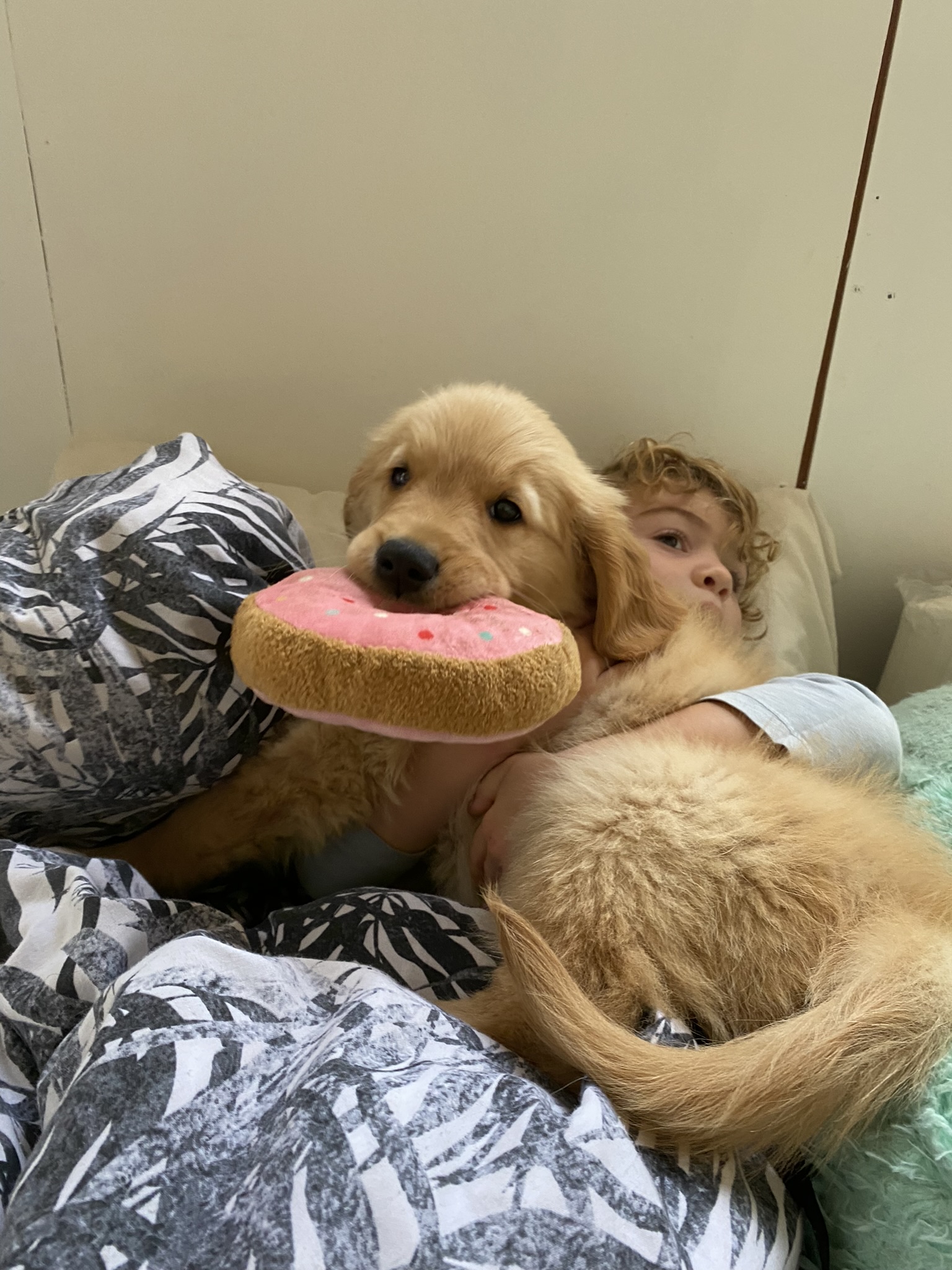 Goldendoodles, Groodles & Retrodoodles puppies from Bellawai Dogs, breeders based in the Bay of Islands, Northland, New Zealand.