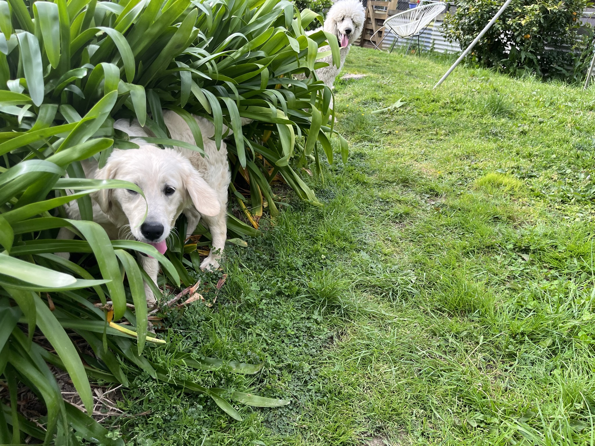 Goldendoodles, Groodles & Retrodoodles puppies from Bellawai Dogs, breeders based in the Bay of Islands, Northland, New Zealand.