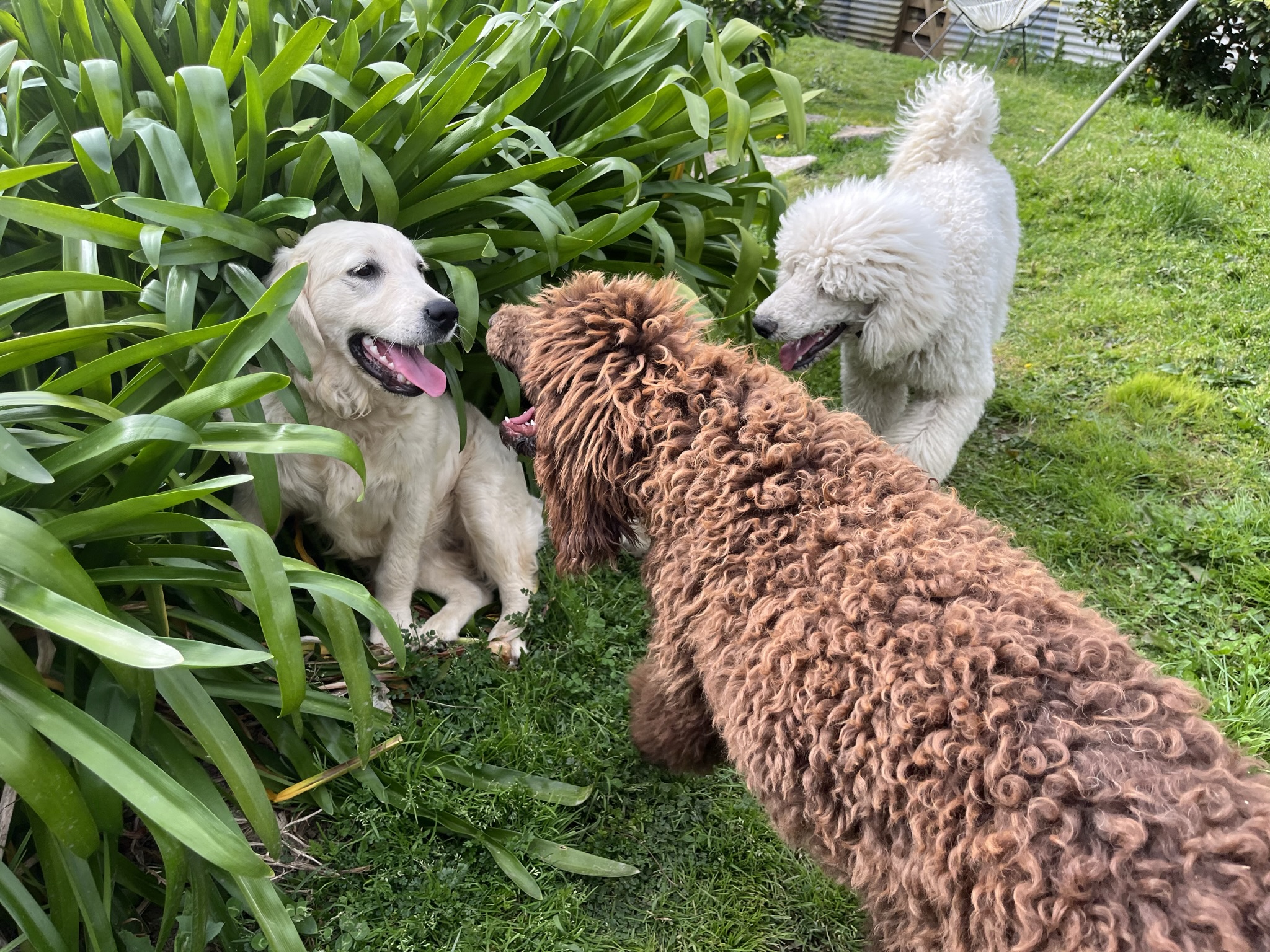 Goldendoodles, Groodles & Retrodoodles puppies from Bellawai Dogs, breeders based in the Bay of Islands, Northland, New Zealand.