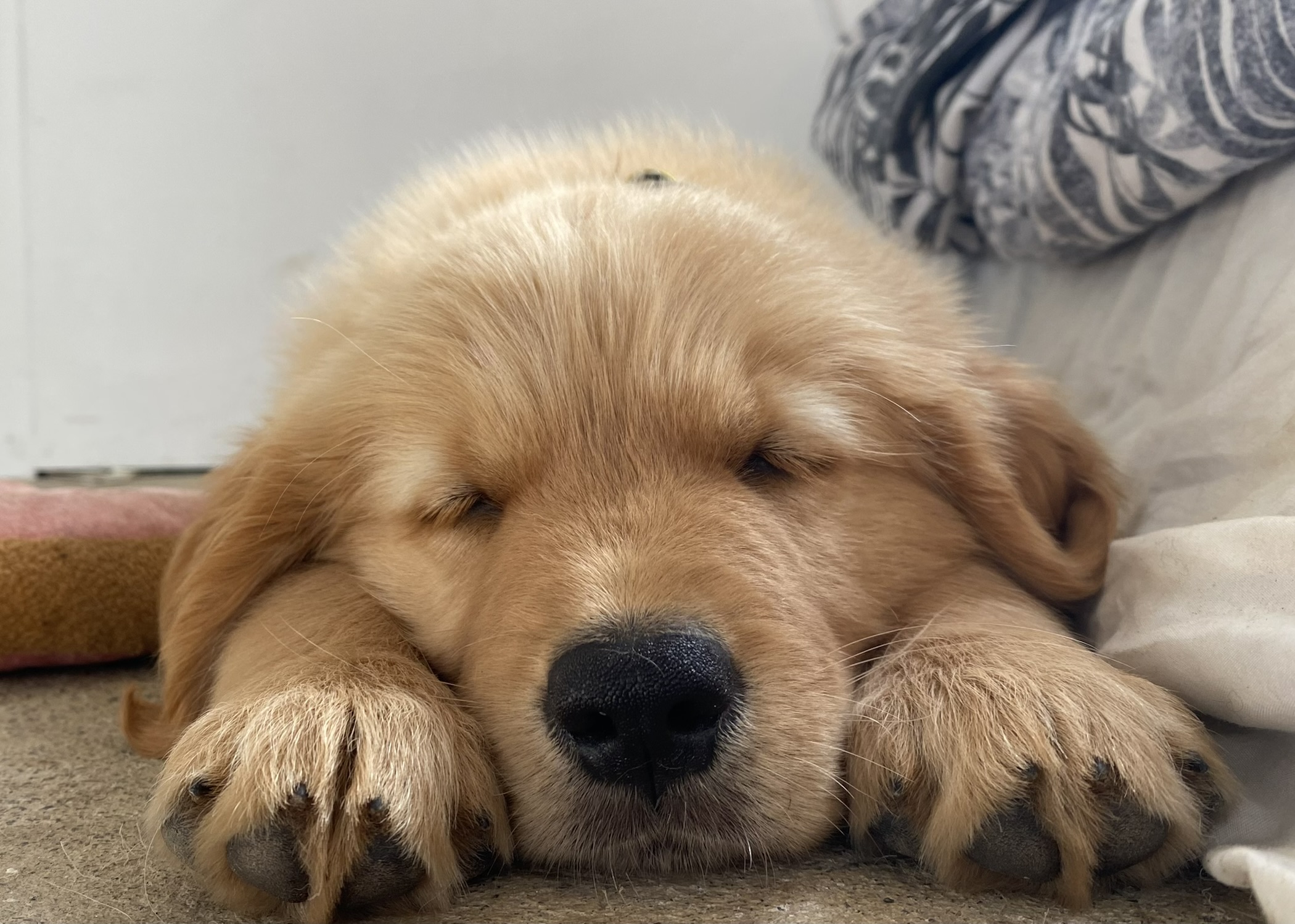 Goldendoodles, Groodles & Retrodoodles puppies from Bellawai Dogs, breeders based in the Bay of Islands, Northland, New Zealand.