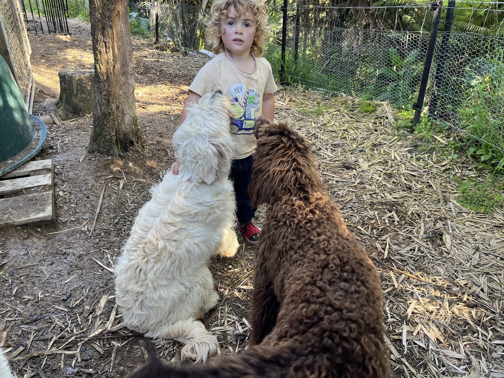 Goldendoodles, Groodles & Retrodoodles puppies from Bellawai Dogs, breeders based in the Bay of Islands, Northland, New Zealand.