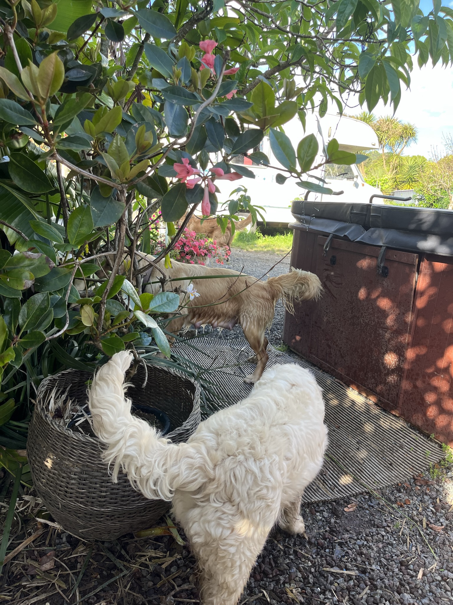 Goldendoodles, Groodles & Retrodoodles puppies from Bellawai Dogs, breeders based in the Bay of Islands, Northland, New Zealand.