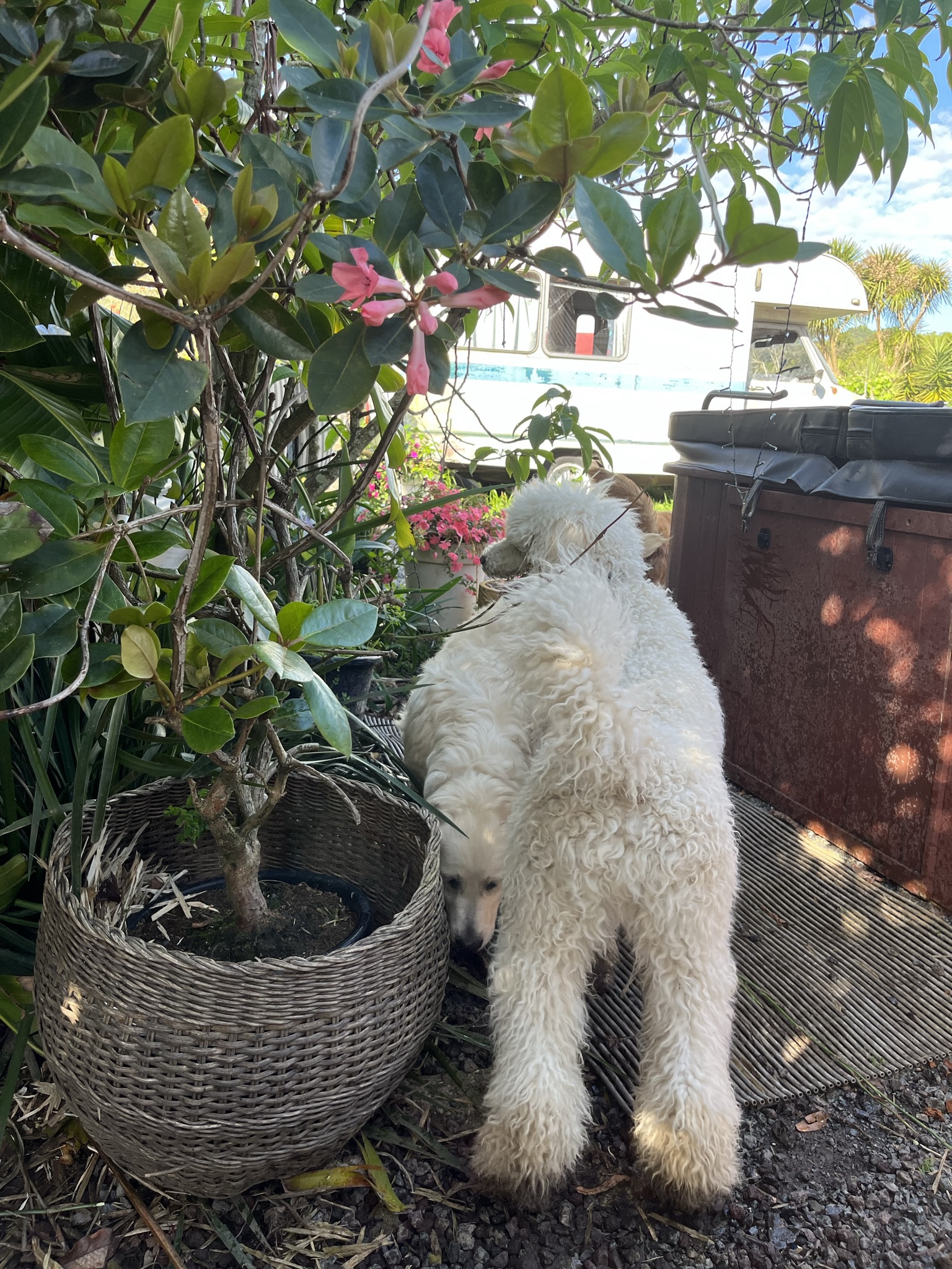 Goldendoodles, Groodles & Retrodoodles puppies from Bellawai Dogs, breeders based in the Bay of Islands, Northland, New Zealand.